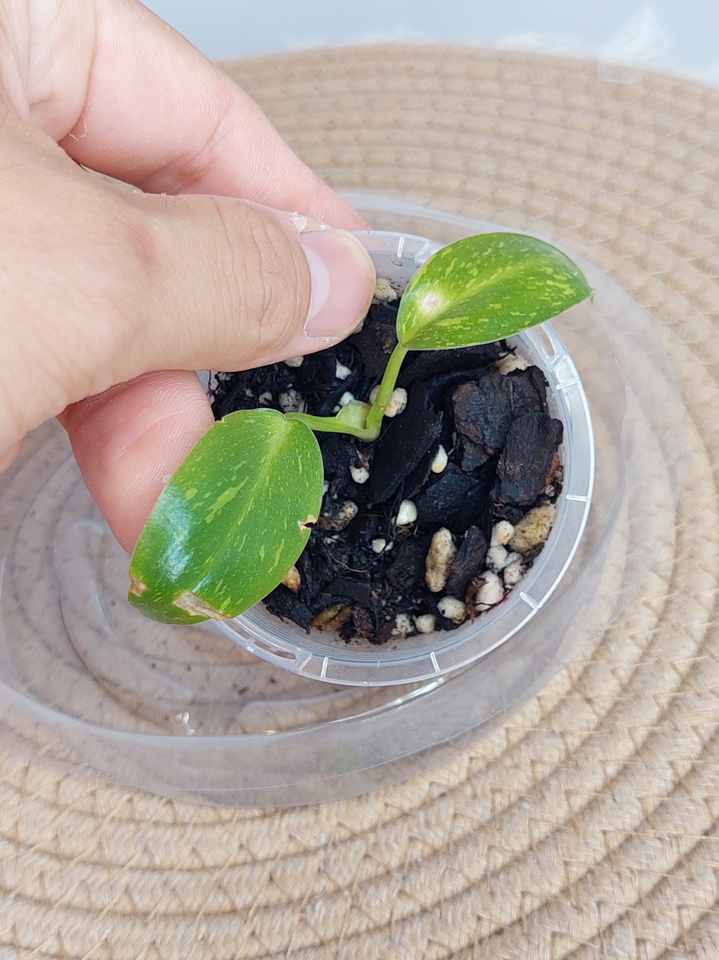 Philodendron Nuclear Congo Variegated(Small) 1