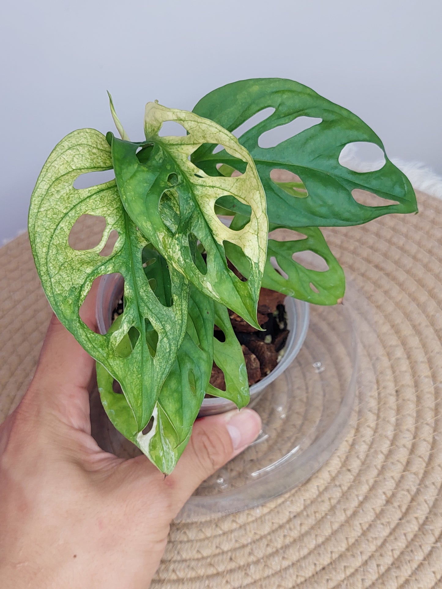 Monstera Monkey Mask(Adansonii) Variegated 1