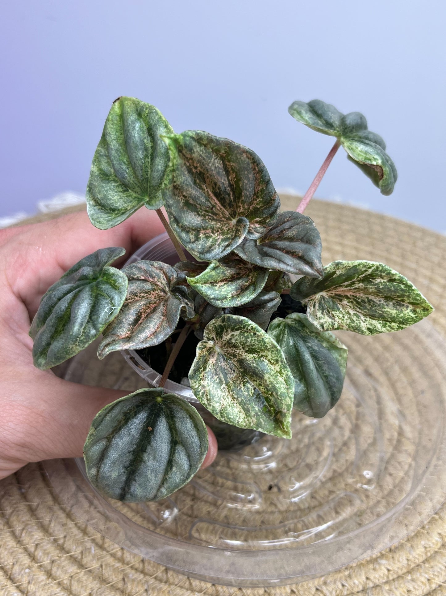 Peperomia Pink Lady 1