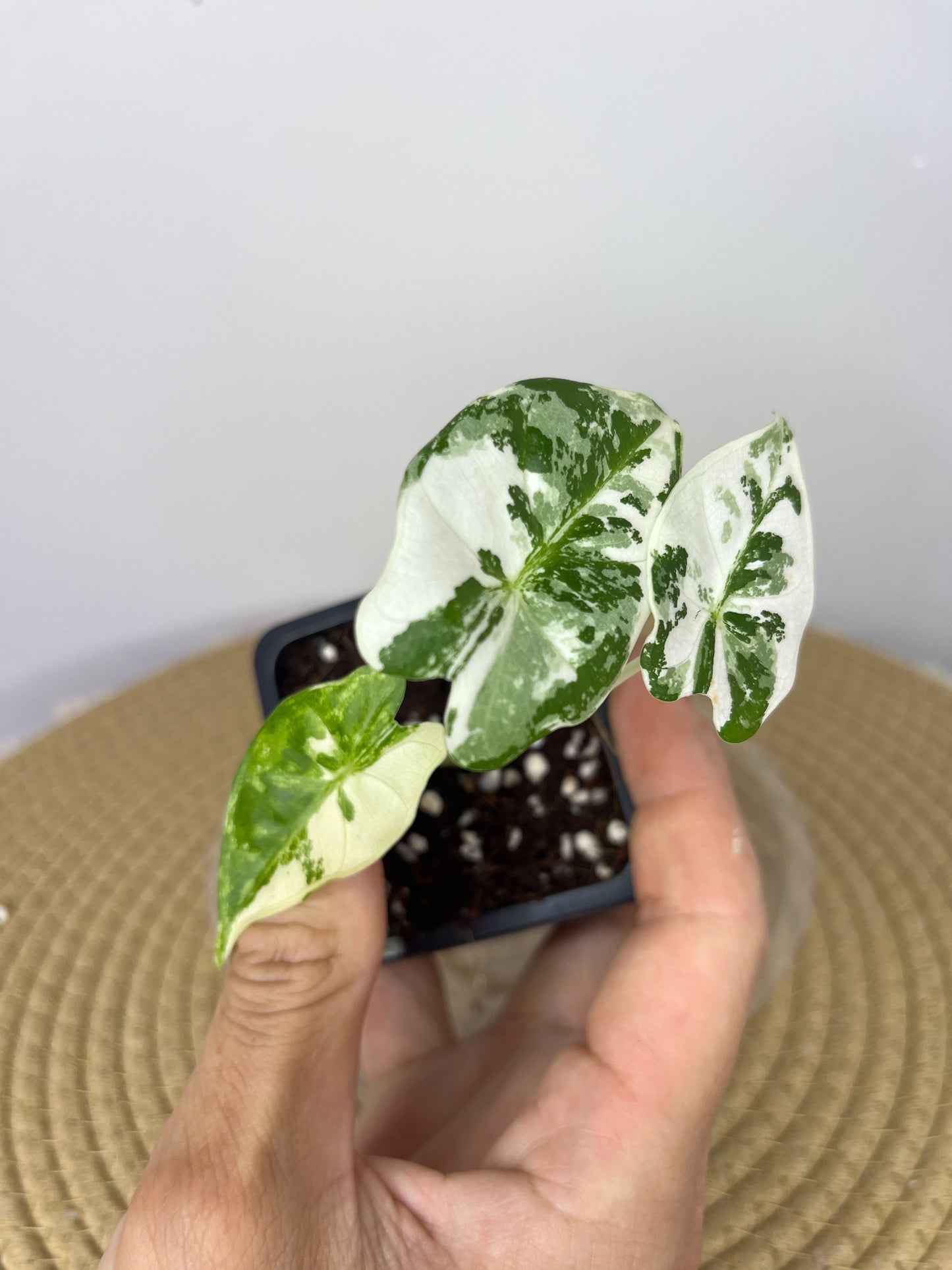 Alocasia Frydek Variegated (Small) #1