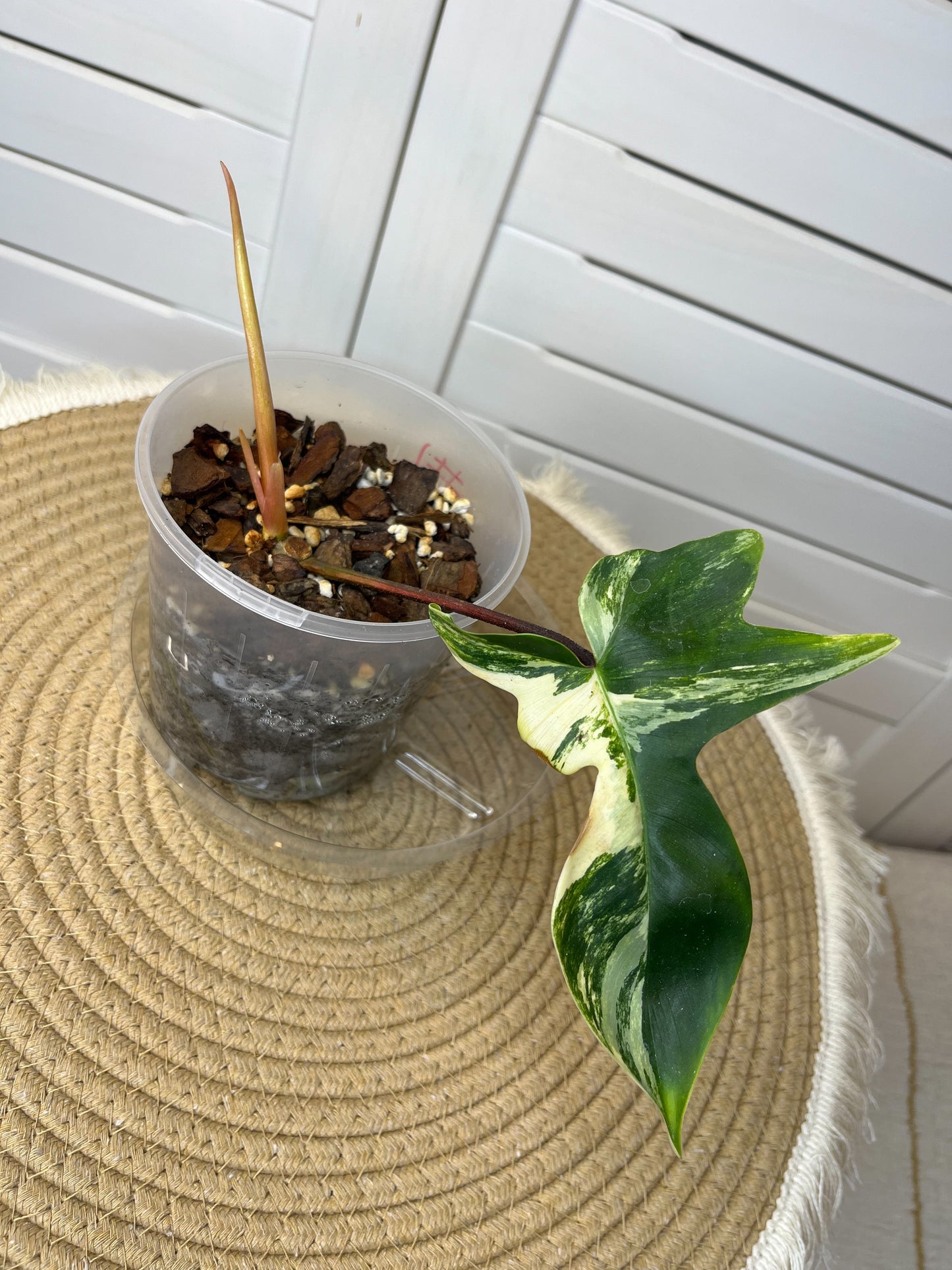 Philodendron Florida Beauty variegated #1