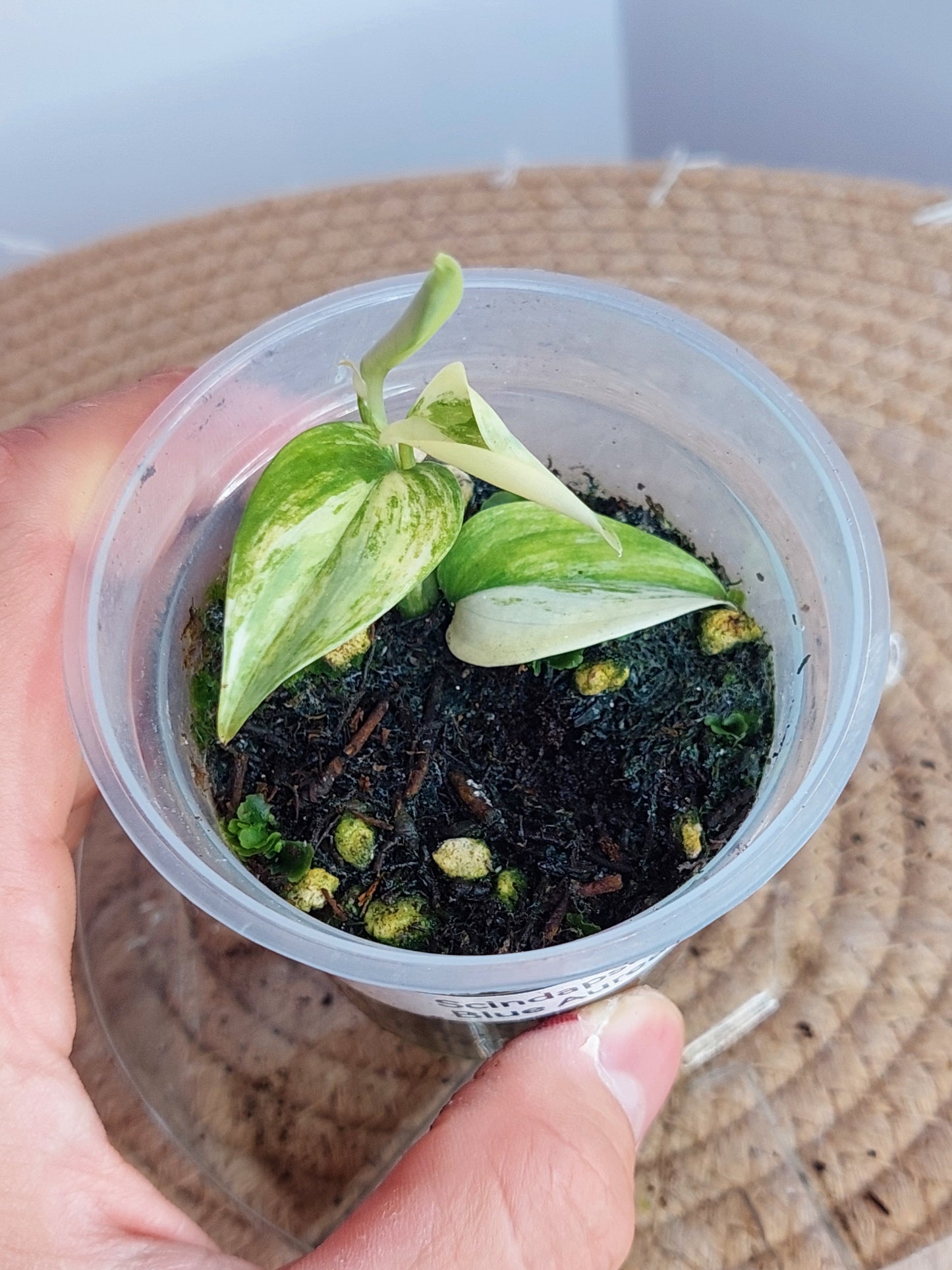 Scindapsus Blue Aurea 1