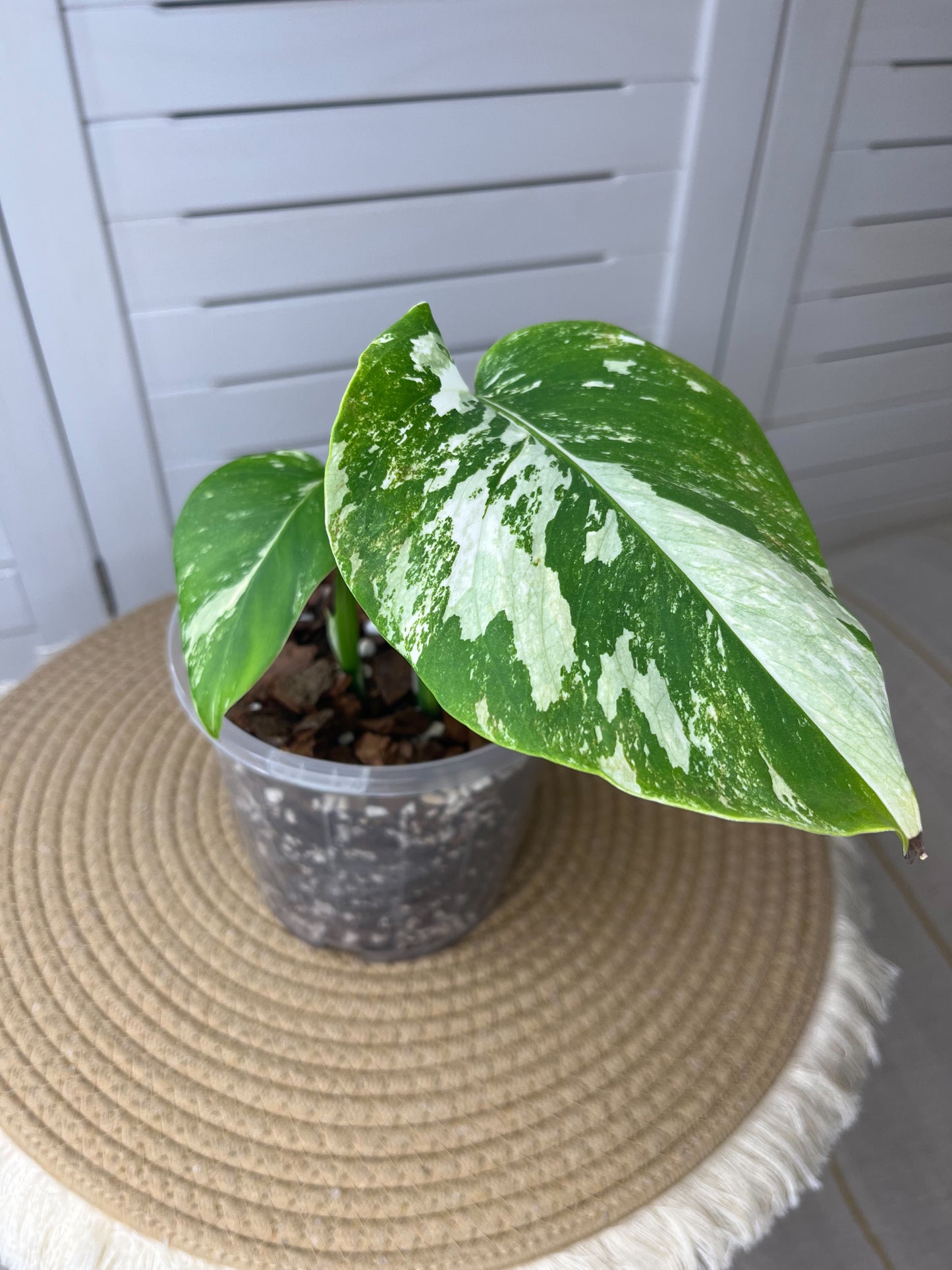 Monstera Borsigiana Albo Variegated 2