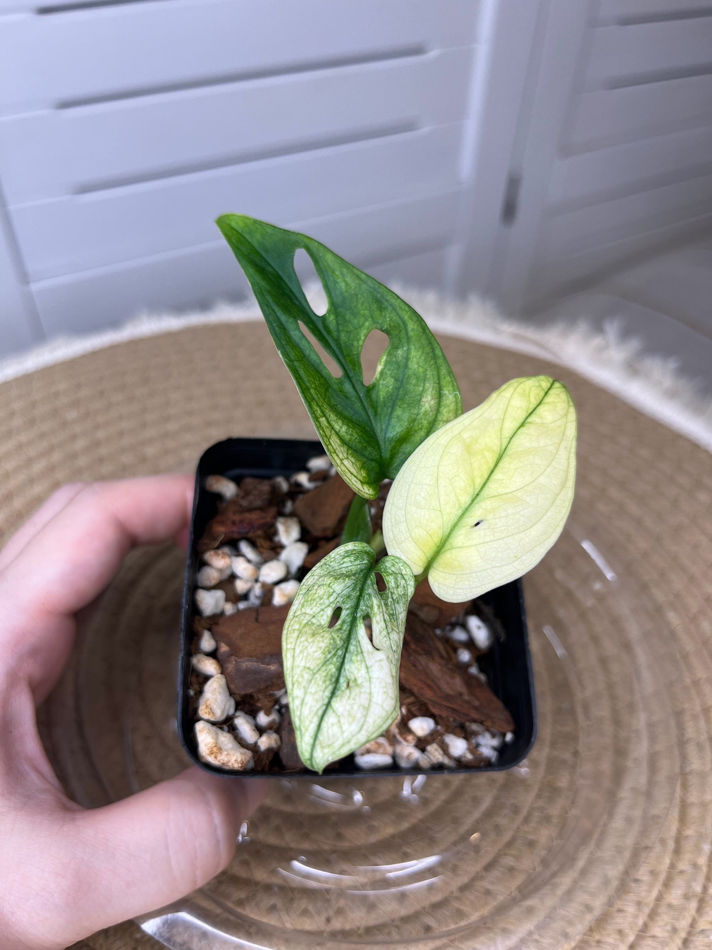 Monstera Monkey Mask(Adansonii) *Fully Variegated 2