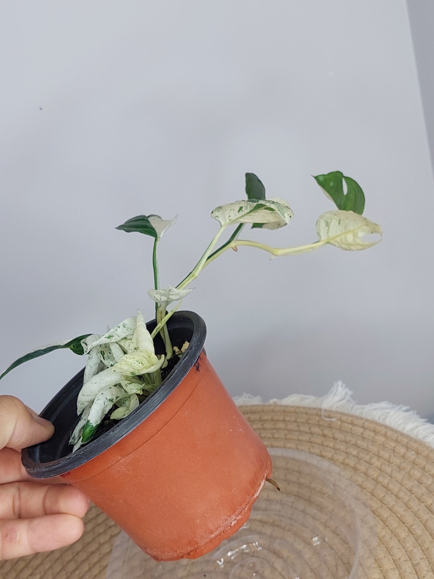 Epipremnum Pinnatum Marble 2