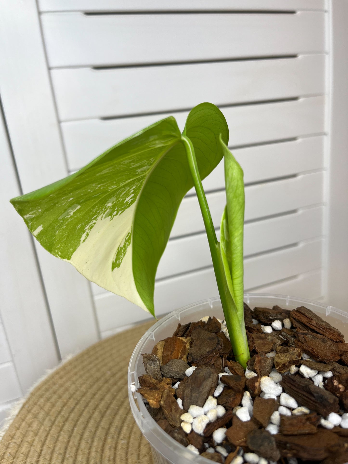 Monstera Borsigiana Albo Variegated 2