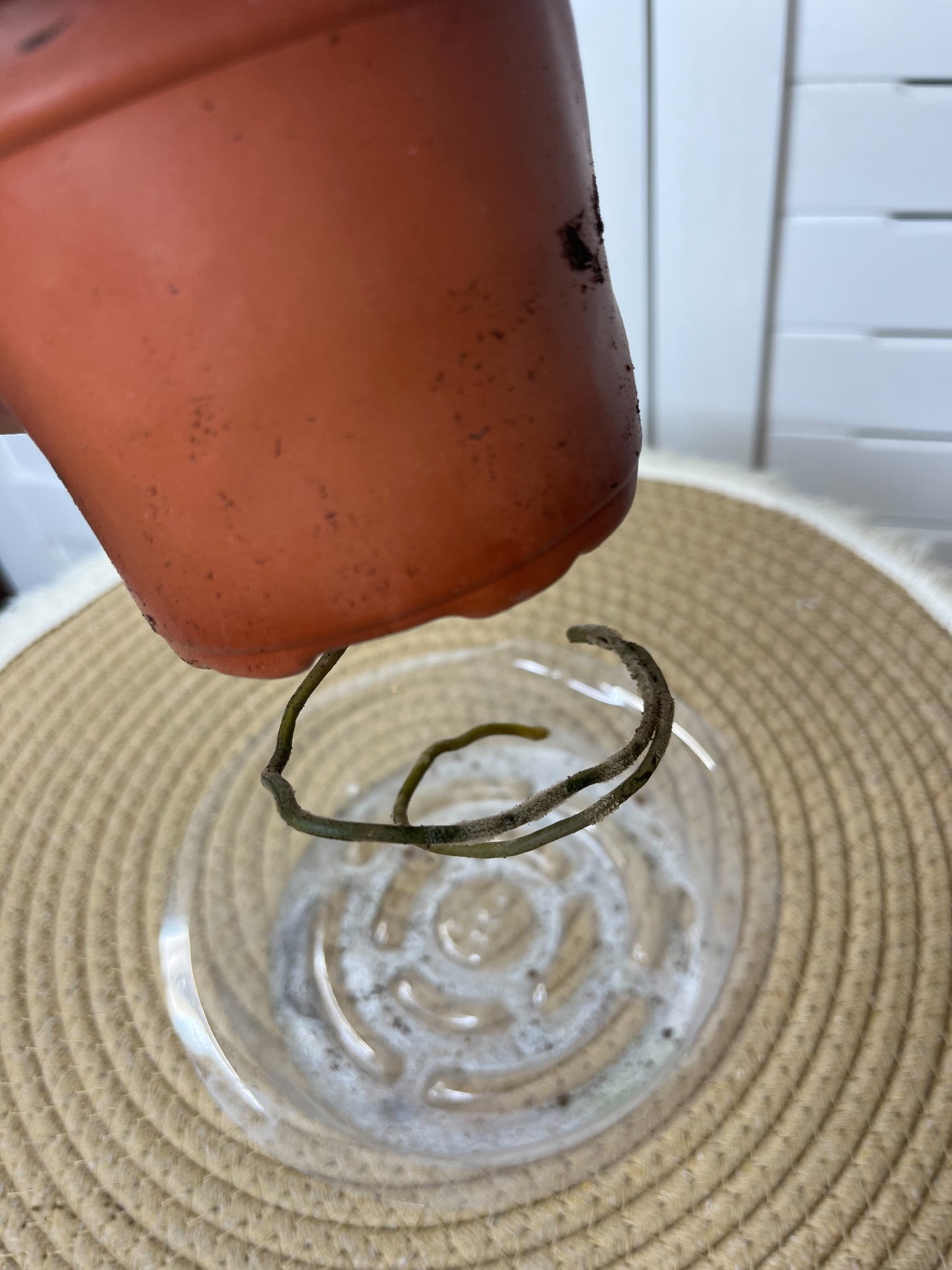 Syngonium Red Spot Tricolour 2