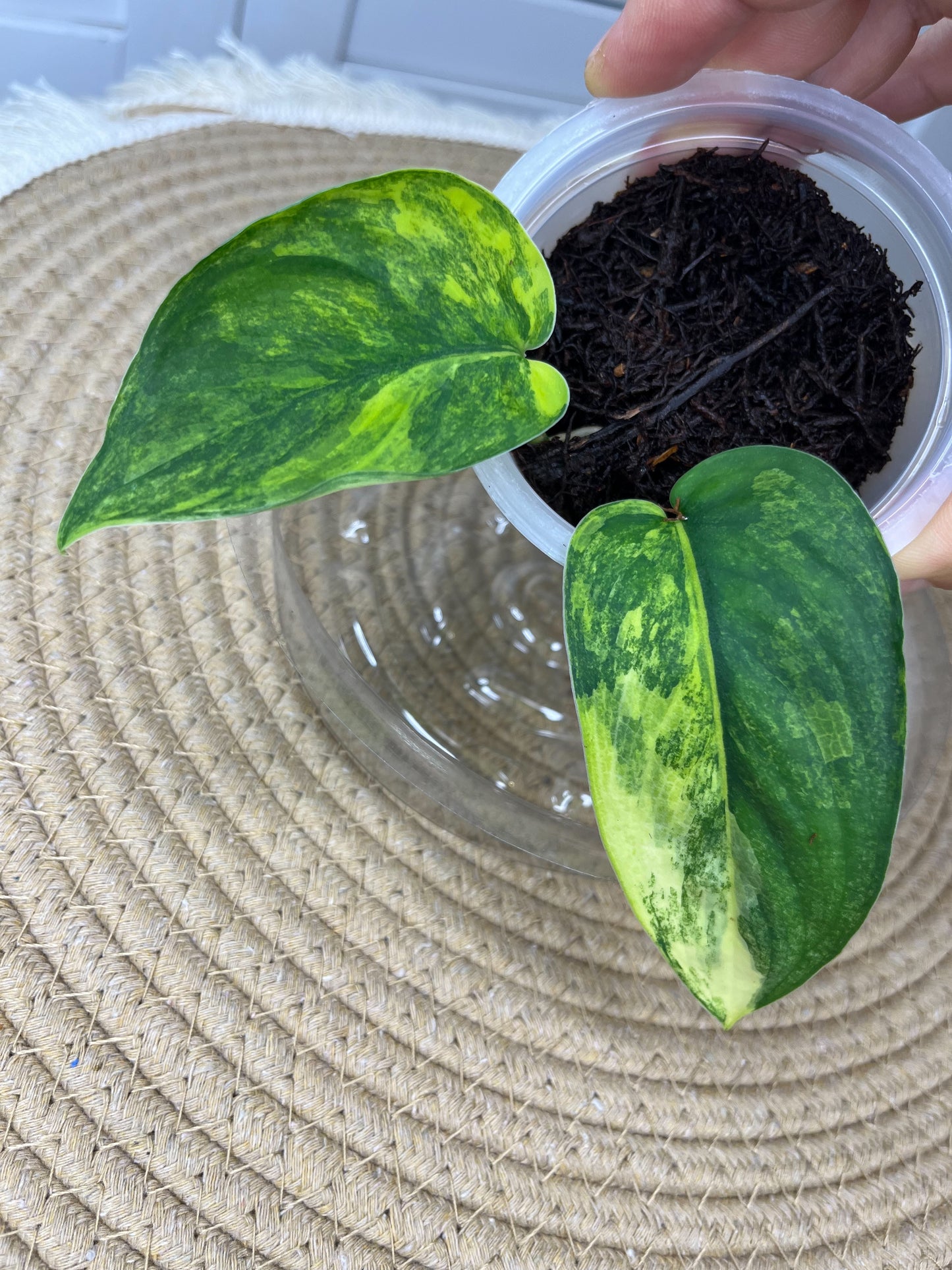 Scindapsus Jade Satin Variegated(Cutting/rooted) 2