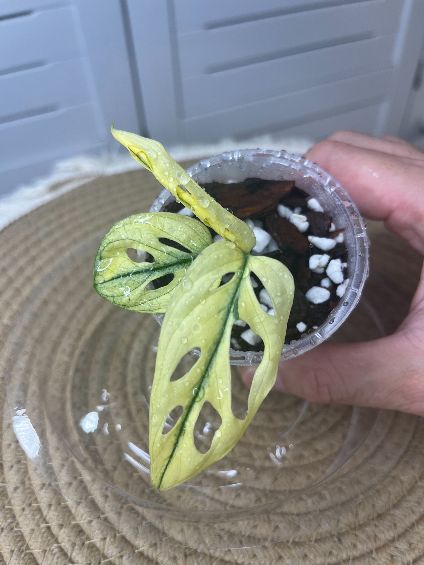 Monstera Monkey Mask(Adansonii) Highly Variegated #2