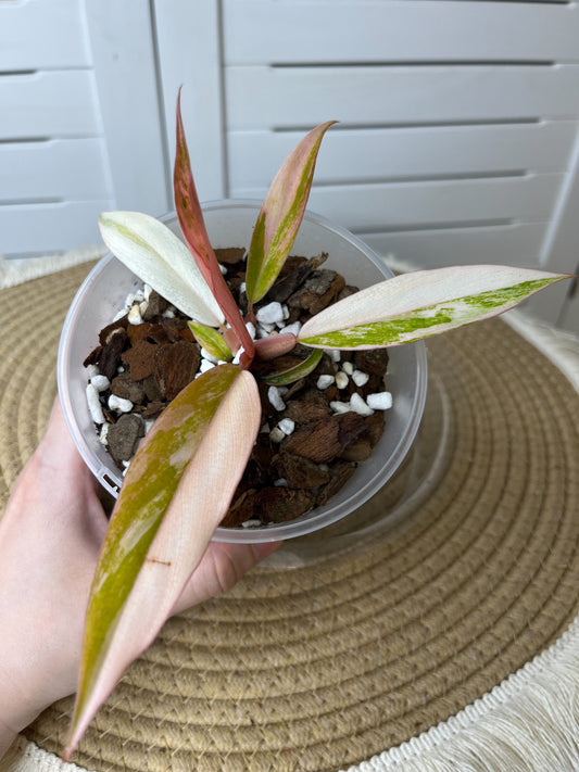 Philodendron Caramel Marble Variegated 2
