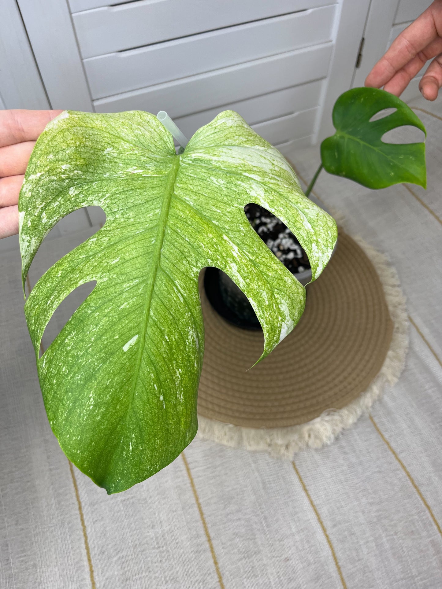 Monstera Deliciosa Sunshine 2