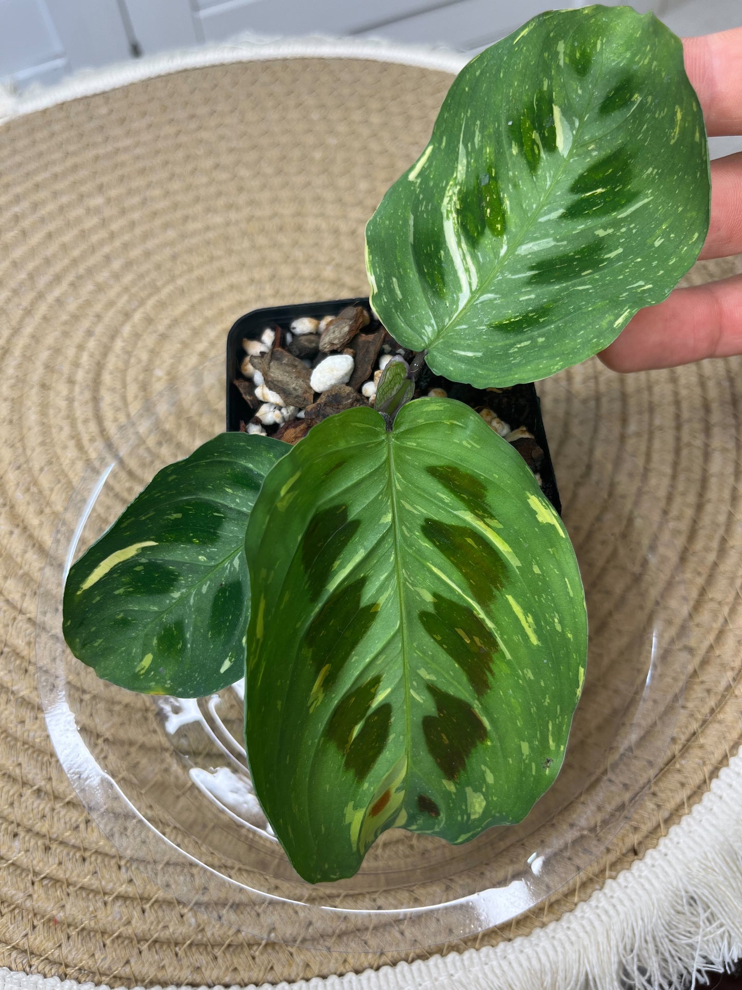 Prayer Plant(Maranta) Variegated @2
