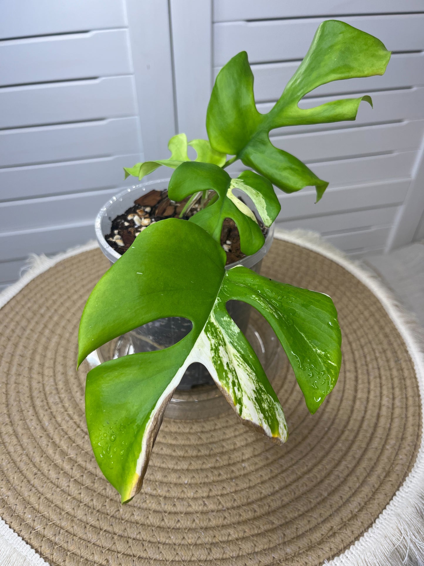 Minima Albo(Rhaphidophora Tetrasperma) Variegated @2