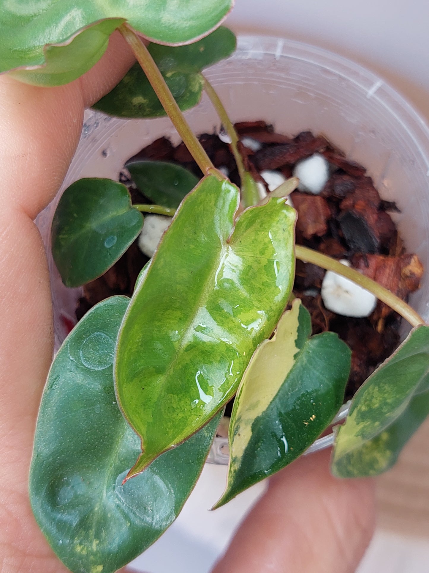 Philodendron Billietiae Variegated(TC) (B)