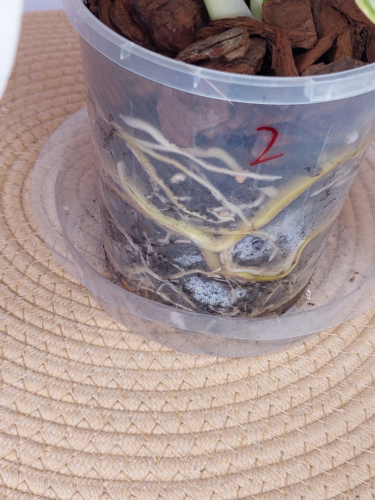 Monstera Borsigiana Albo Variegated 2