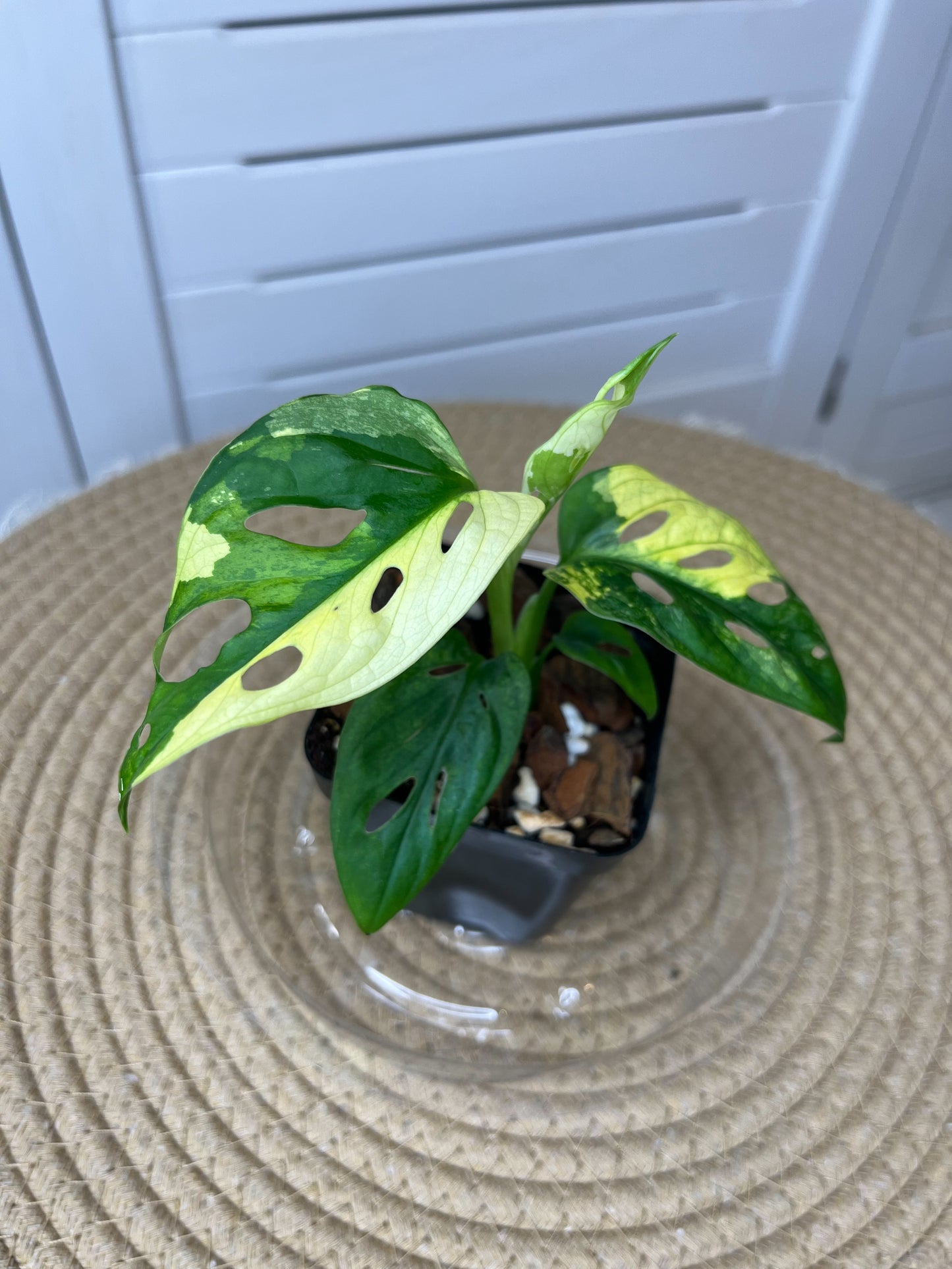 Monstera Monkey Mask(Adansonii) Variegated (2)