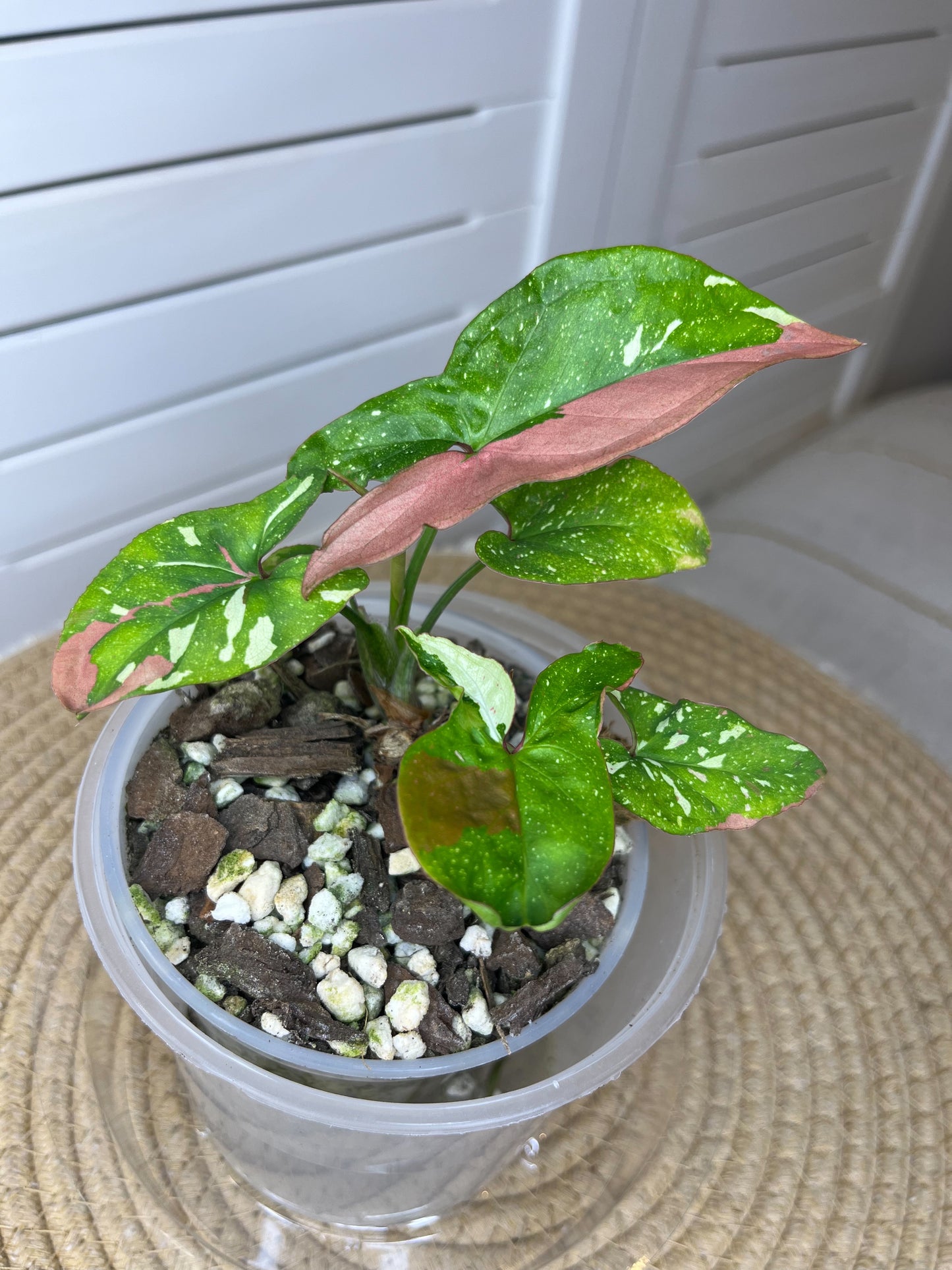 Syngonium Red Spot Tricolour (2)