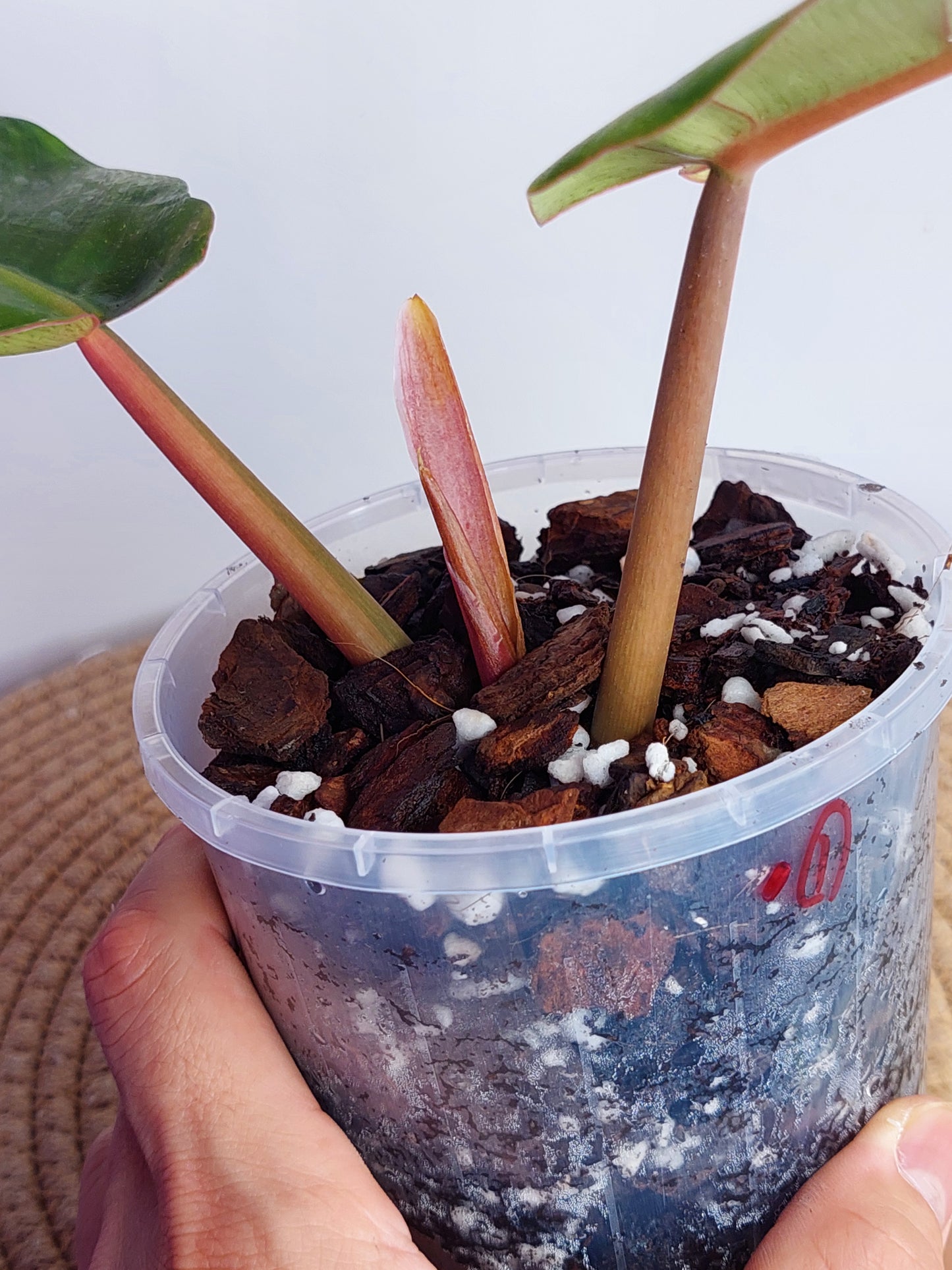 Philodendron Jungle Fever Variegated _ 1