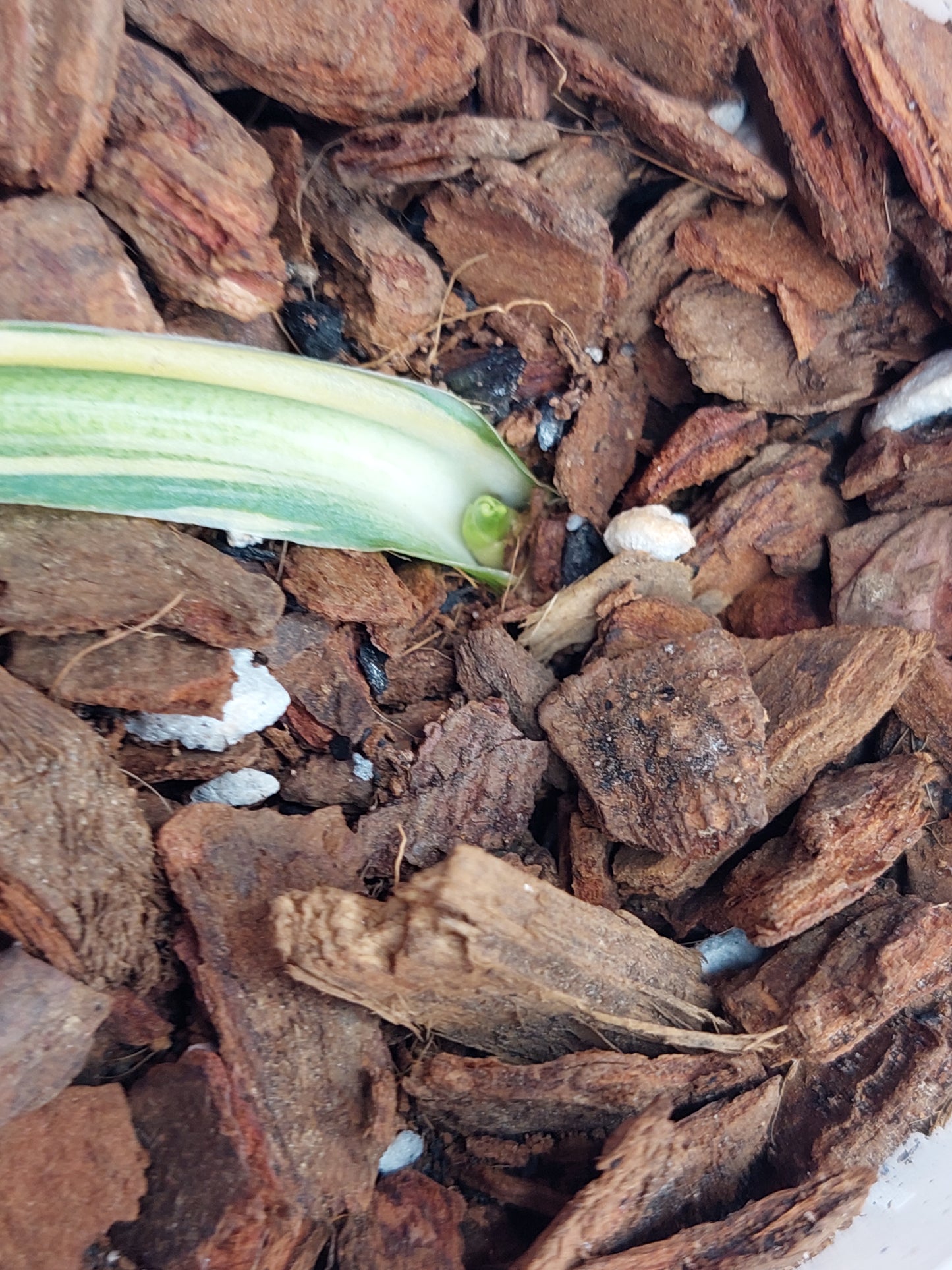 Syngonium Scrambled Eggs #B