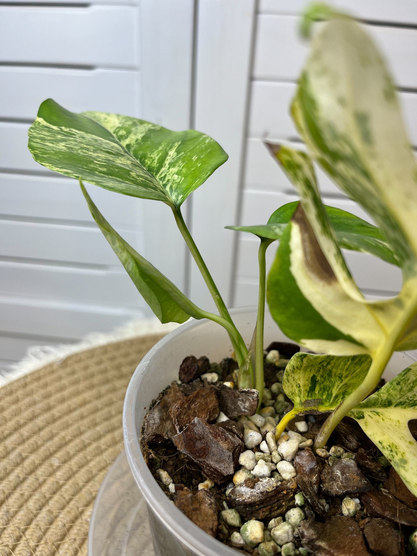 Minima Albo(Rhaphidophora Tetrasperma) Variegated (2)