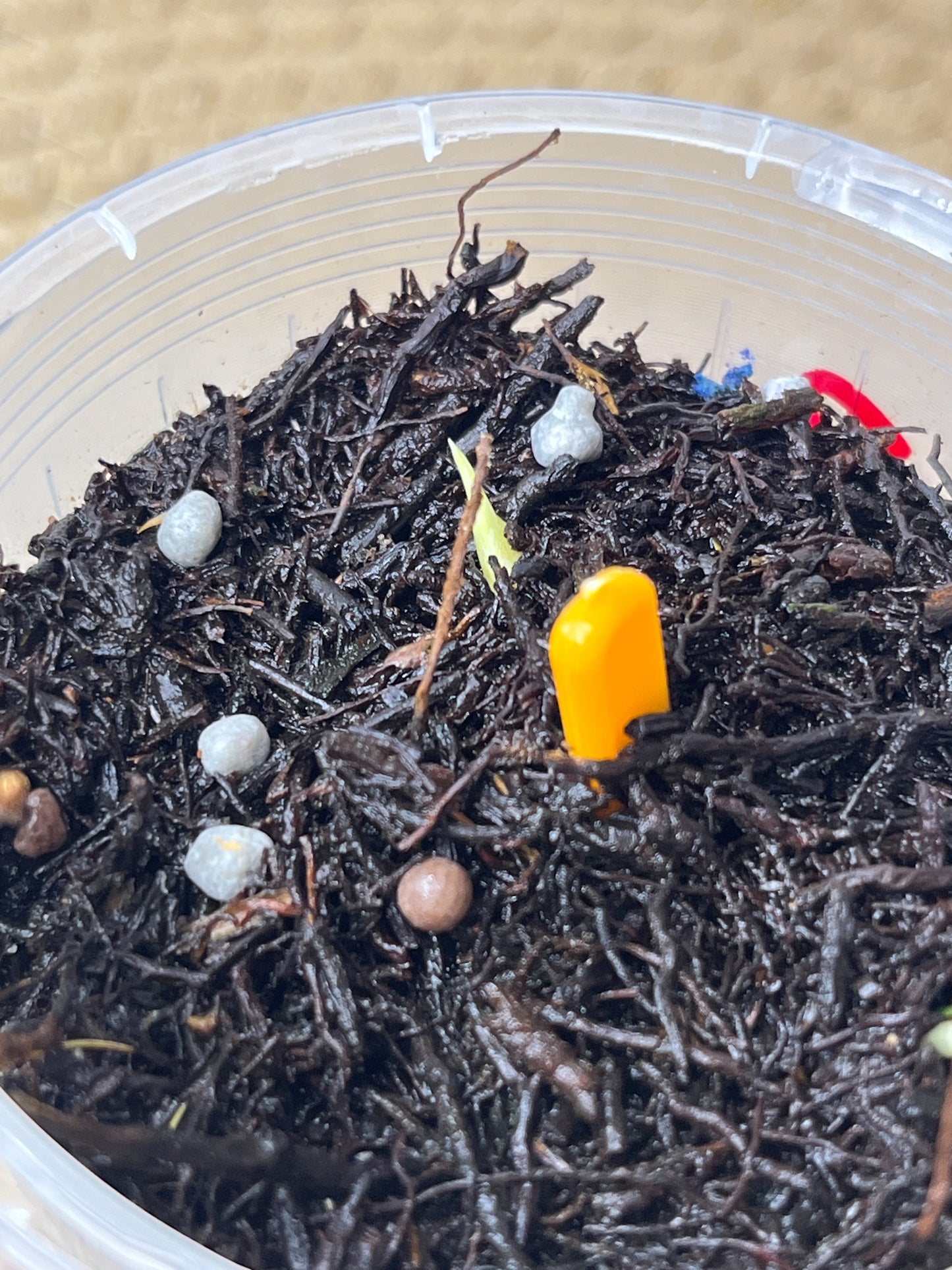 Philodendron Hederaceum(Heartleaf) ALBO Variegated (2)