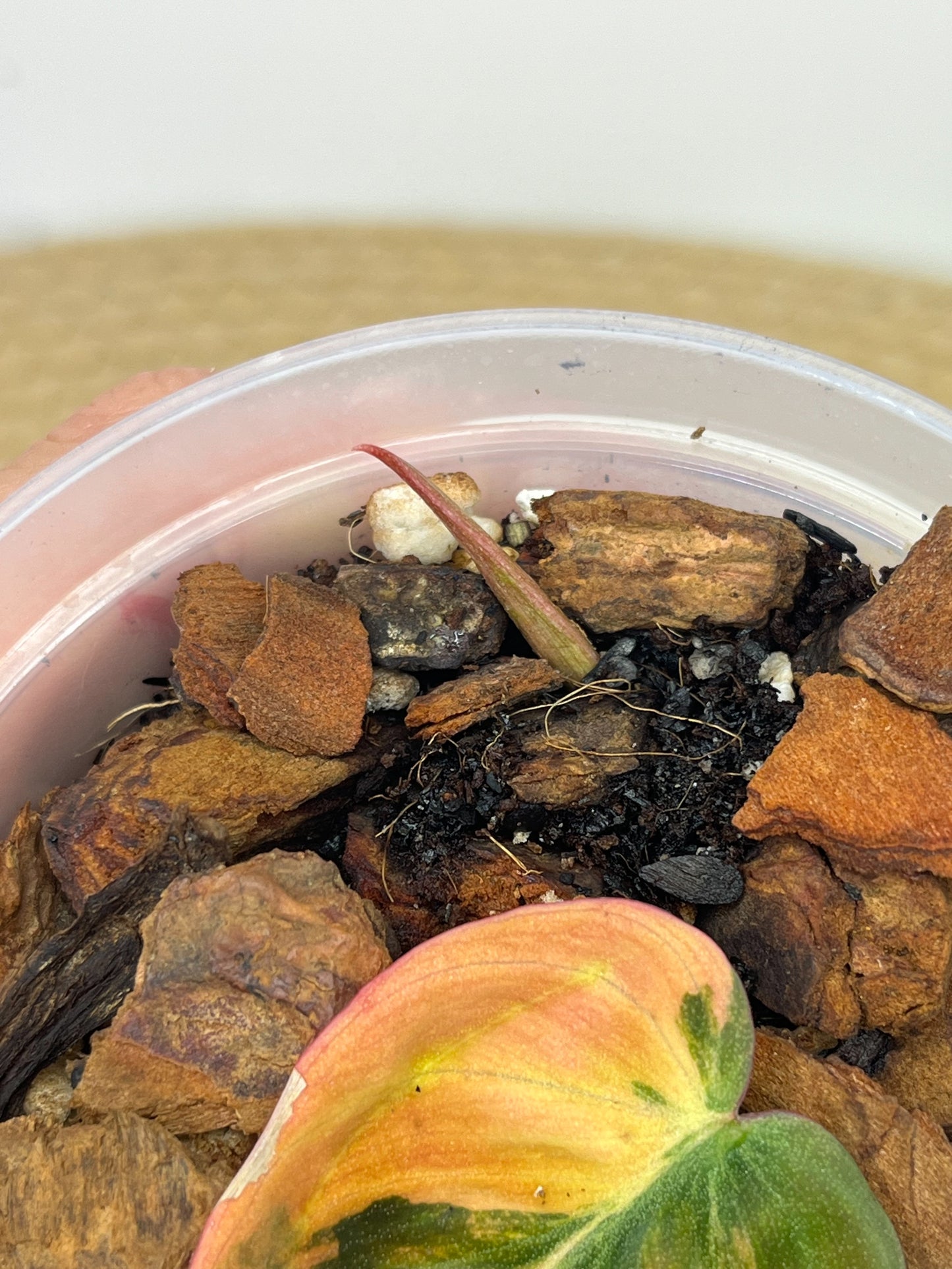 Philodendron Mican Variegated #2