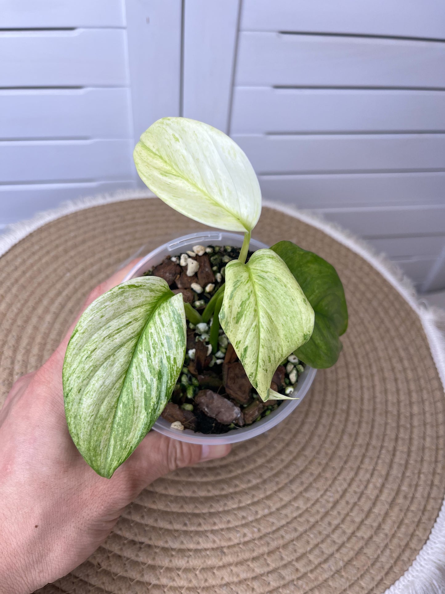 Scindapsus Longistipitatus Marble 2