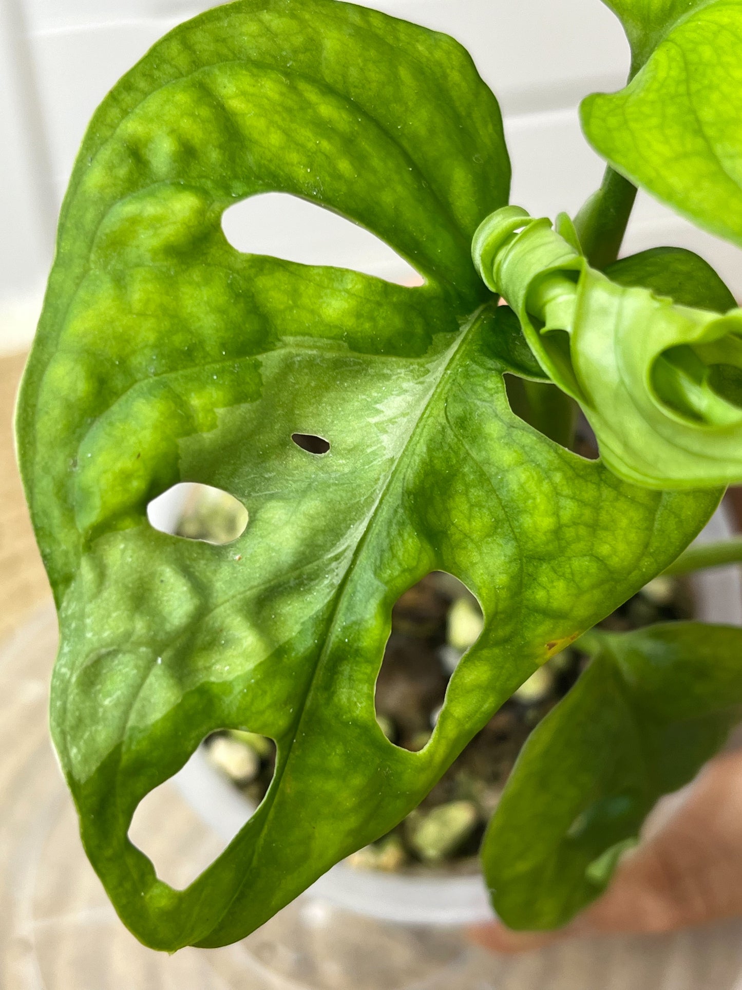 Monstera Monkey Mask(Adansonii) Variegated (2)