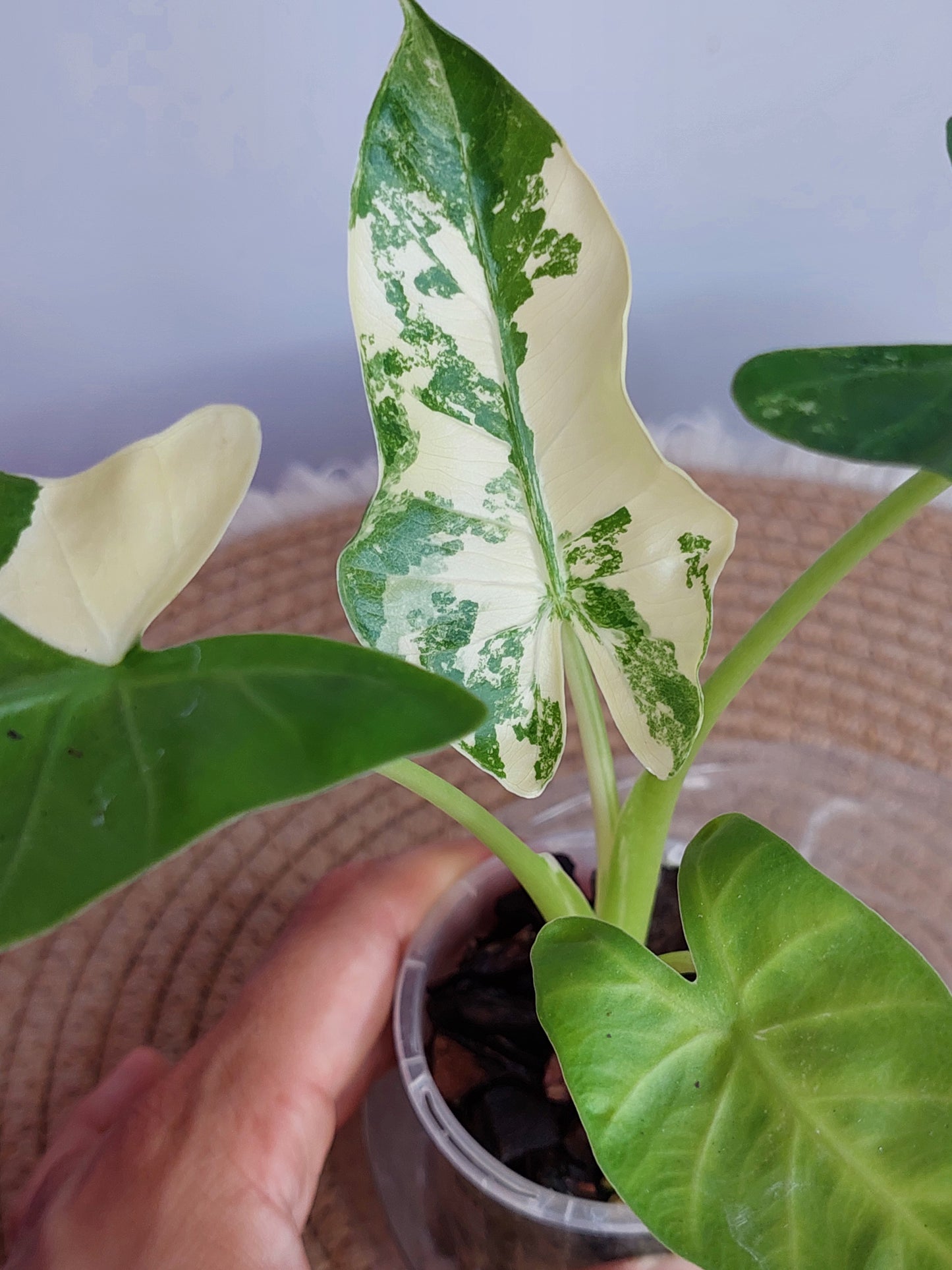 Alocasia Macrorrhiza Variegated (2)
