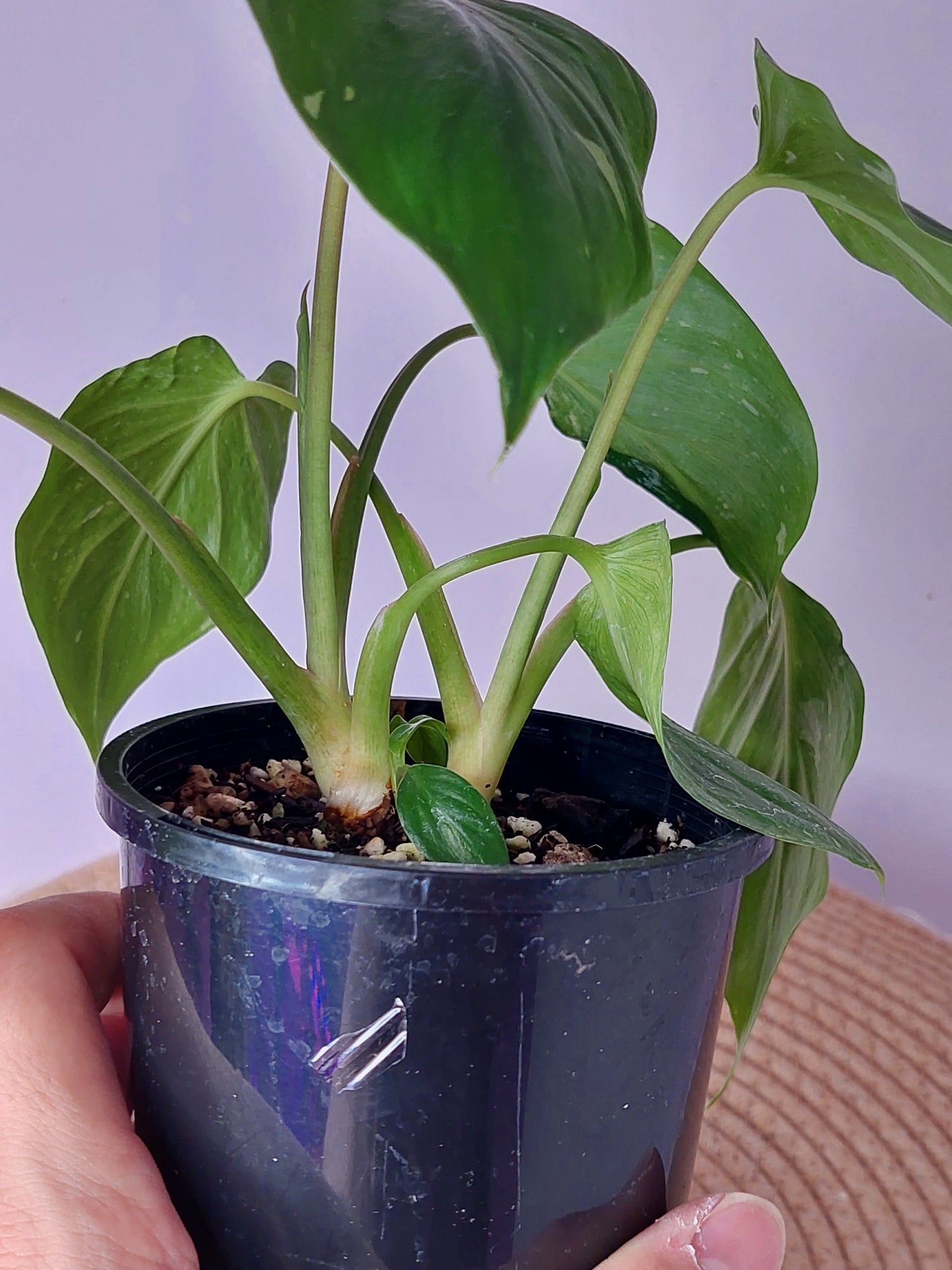 Homalomena Rubescens Constellation (B)