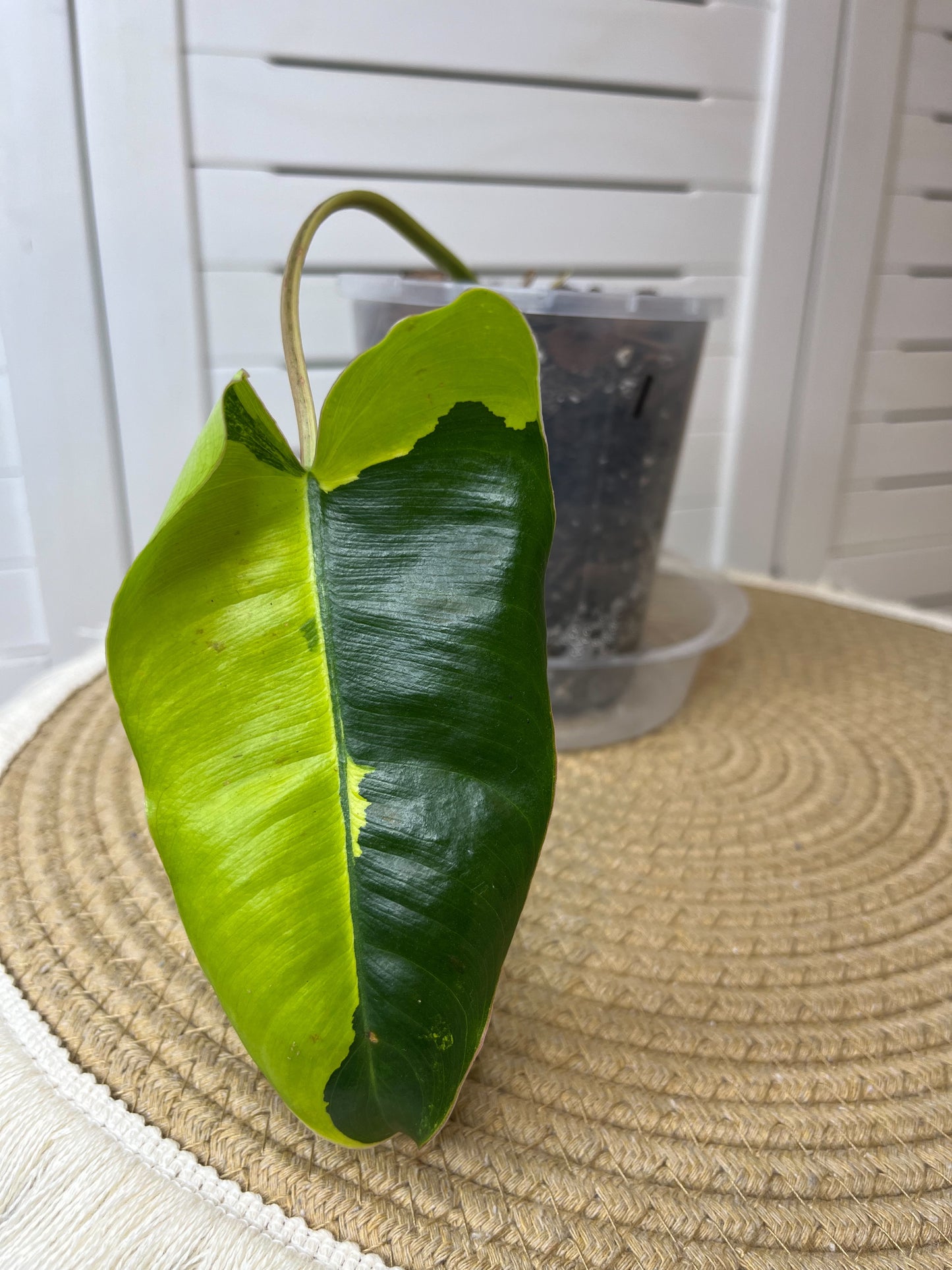 Philodendron Burle Marx variegated #2