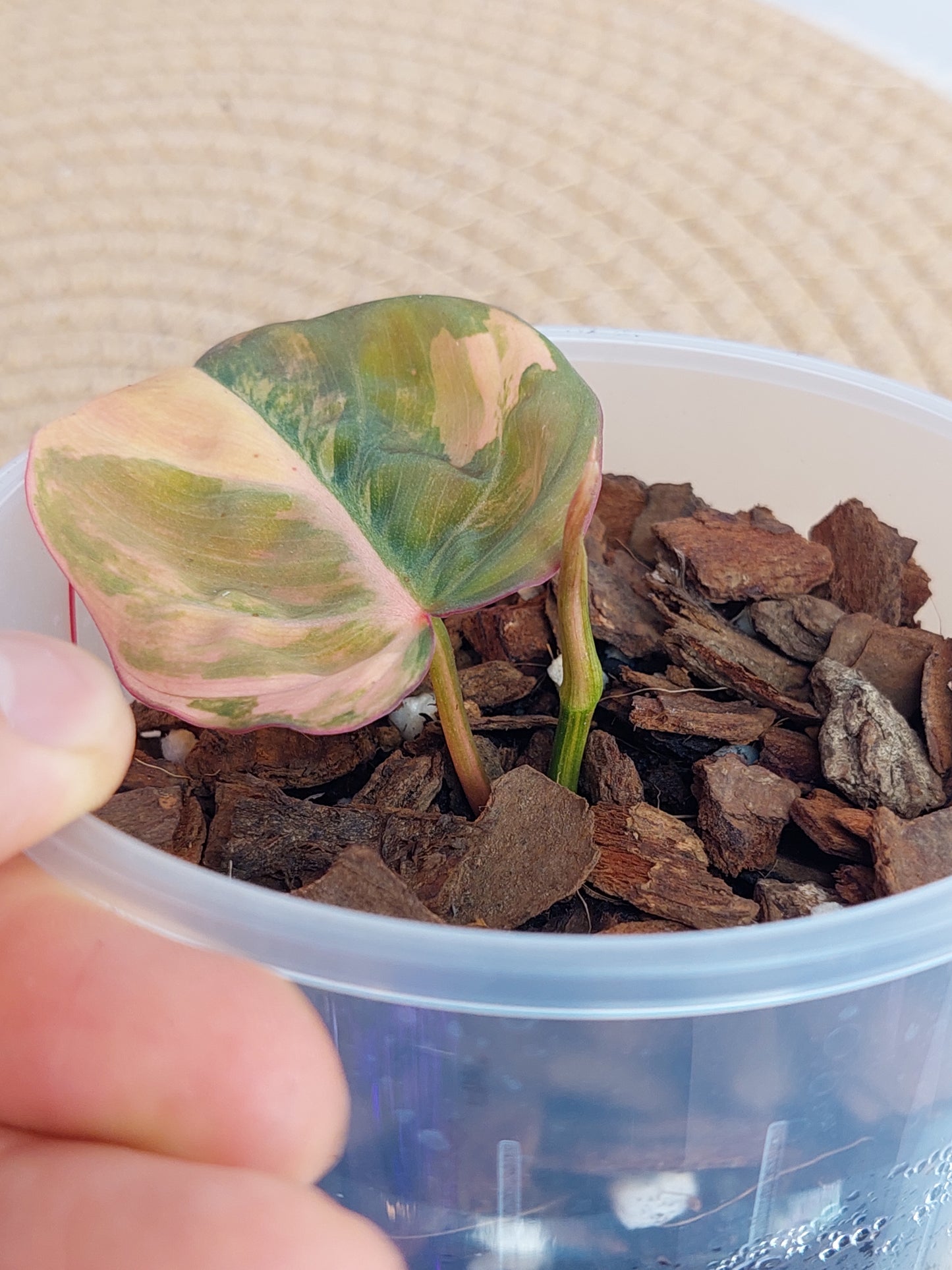 Philodendron Mican Variegated 1