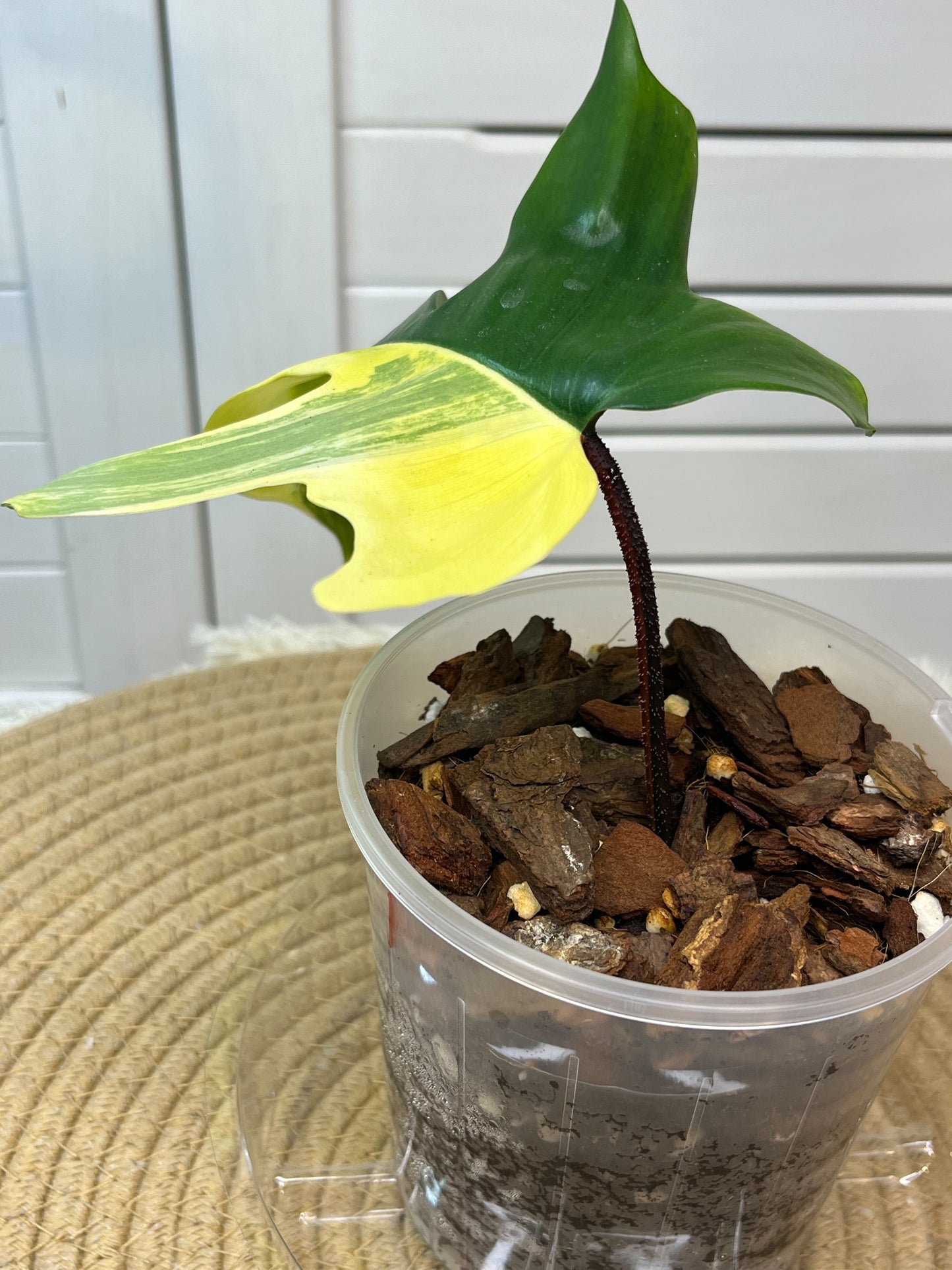 Philodendron Florida Beauty variegated -1