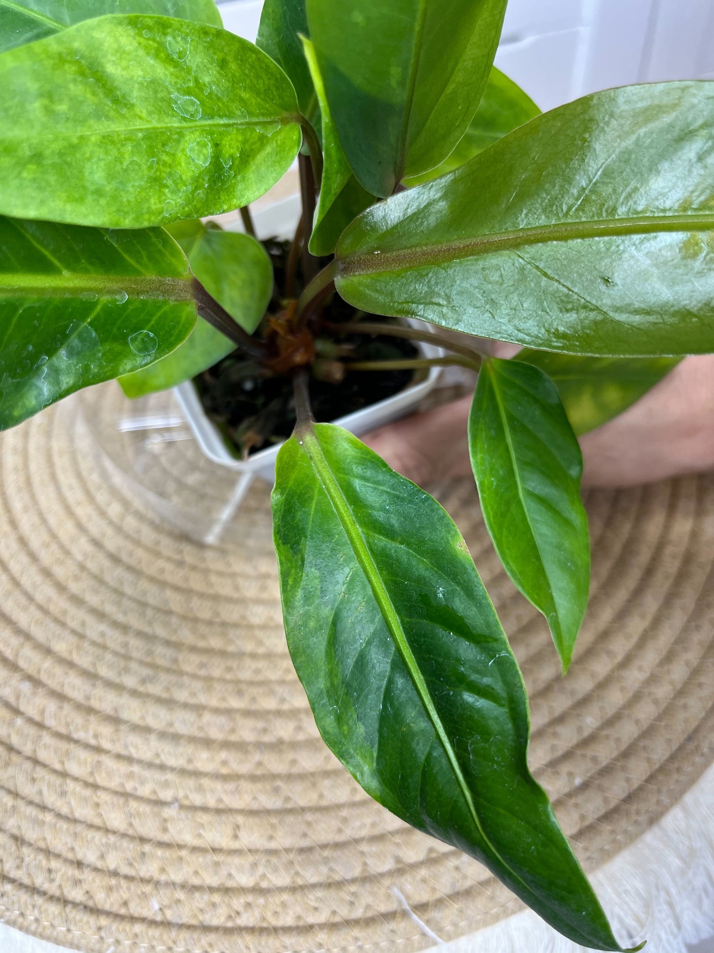 Anthurium Hookeri Variegated 2