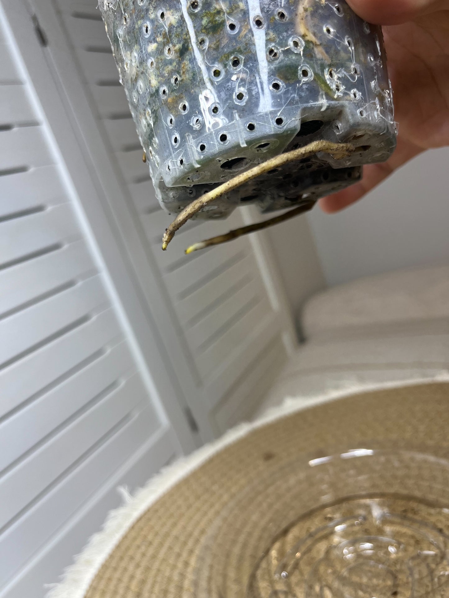 Monstera Deliciosa Mint Variegated #2
