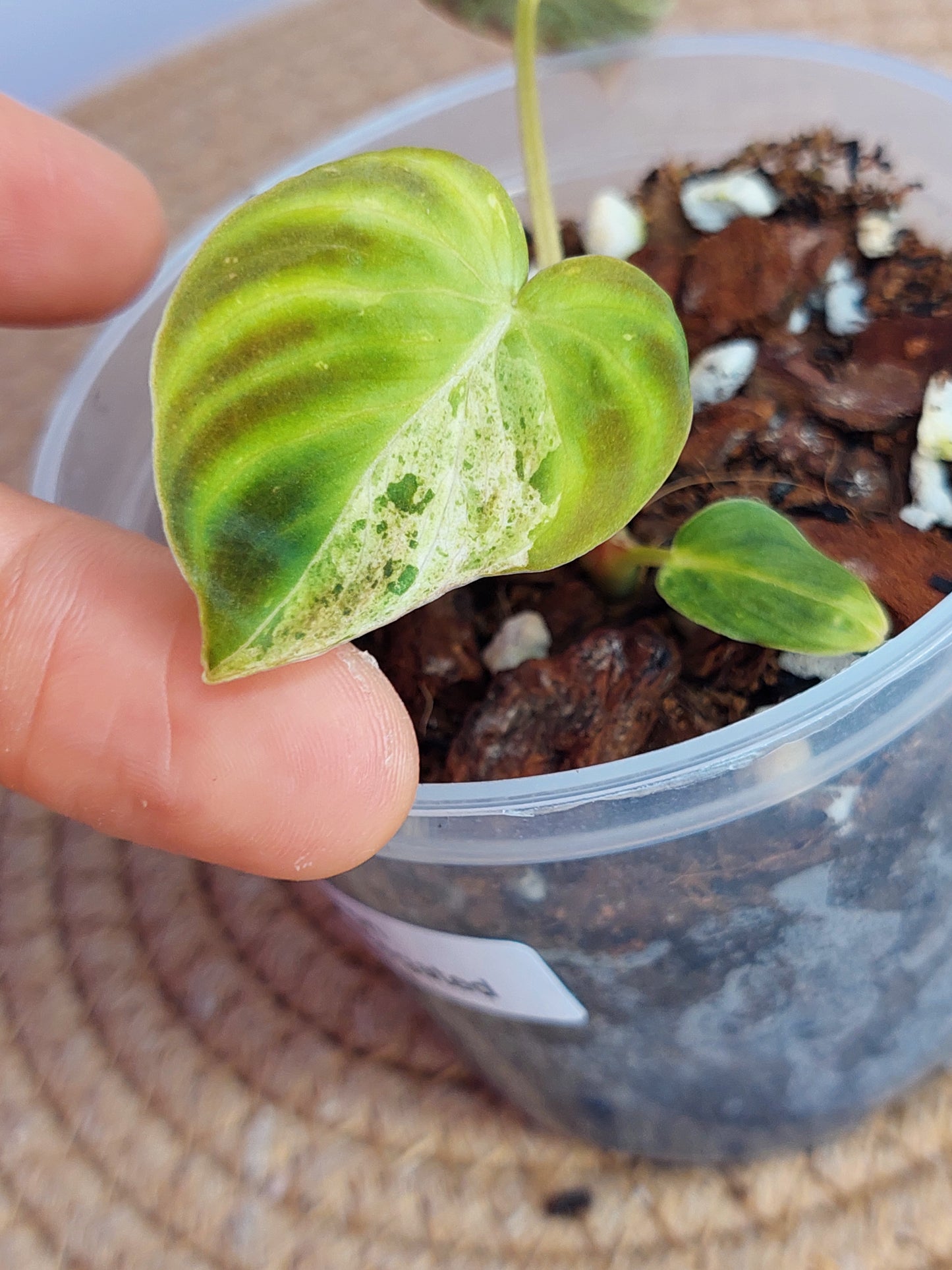 Philodendron Verrucosum Variegated -1