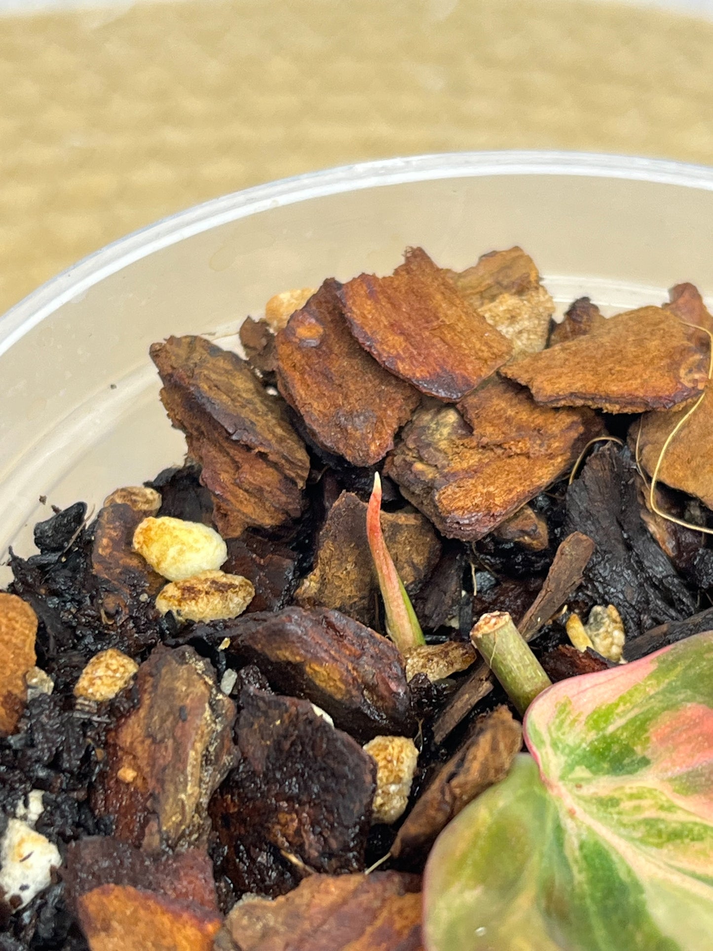 Philodendron Mican Variegated 01