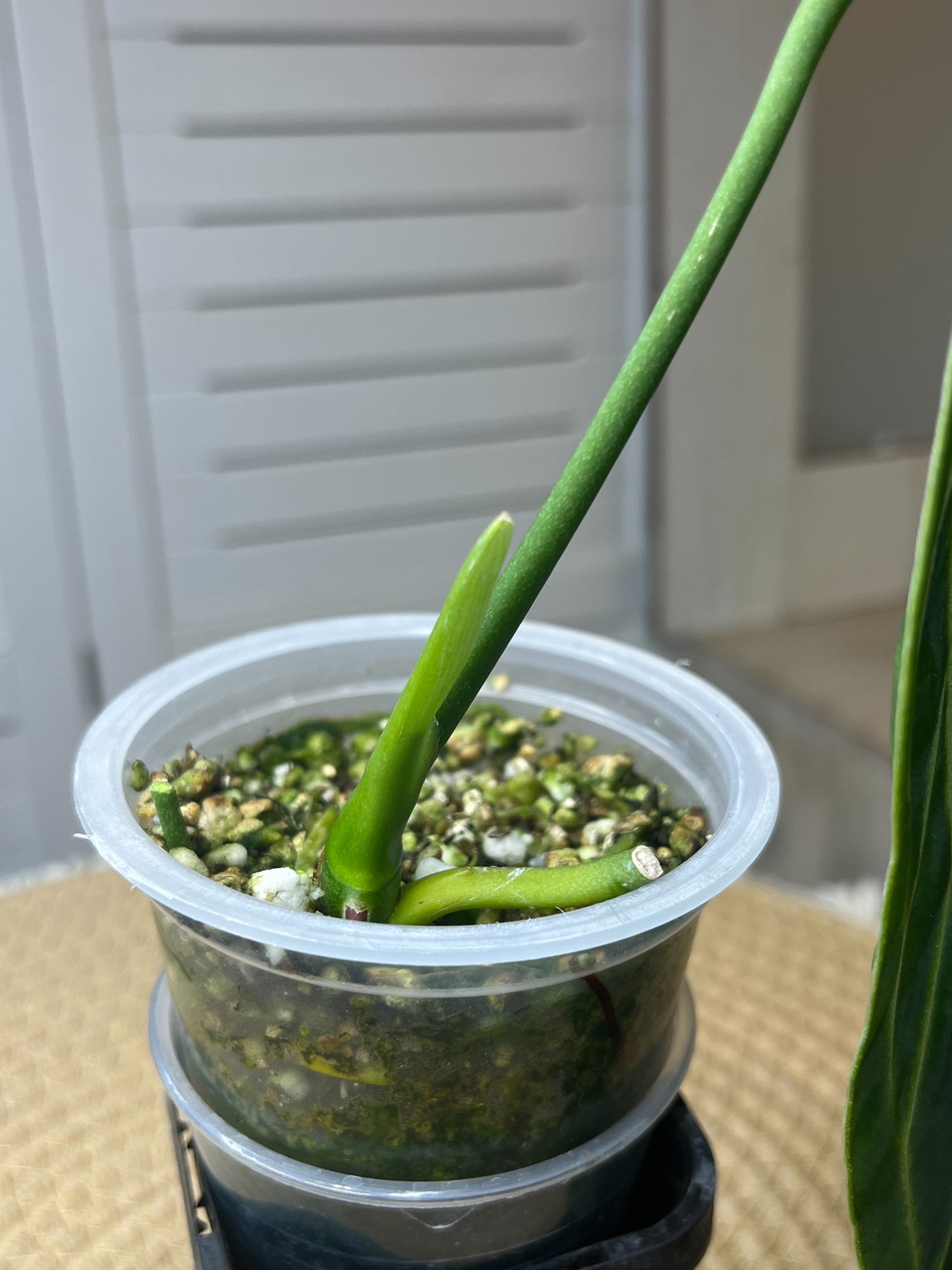 Anthurium Warocqueanum -1