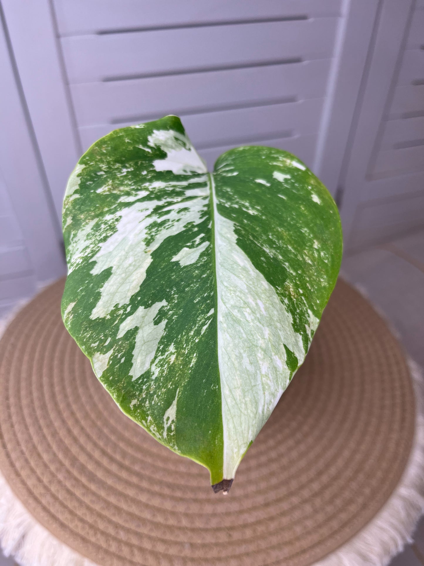 Monstera Borsigiana Albo Variegated 2