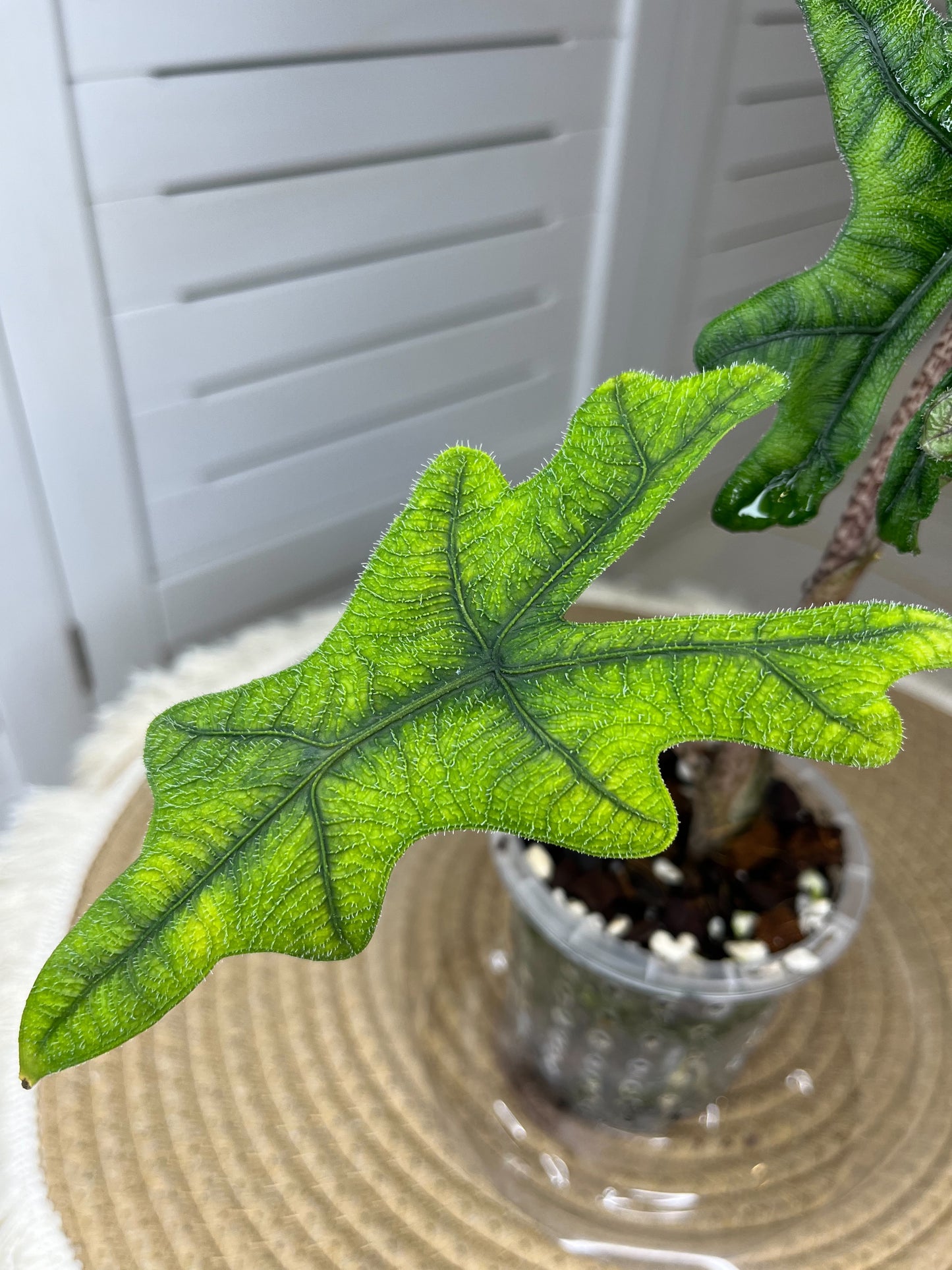 Alocasia Jacklyn 1