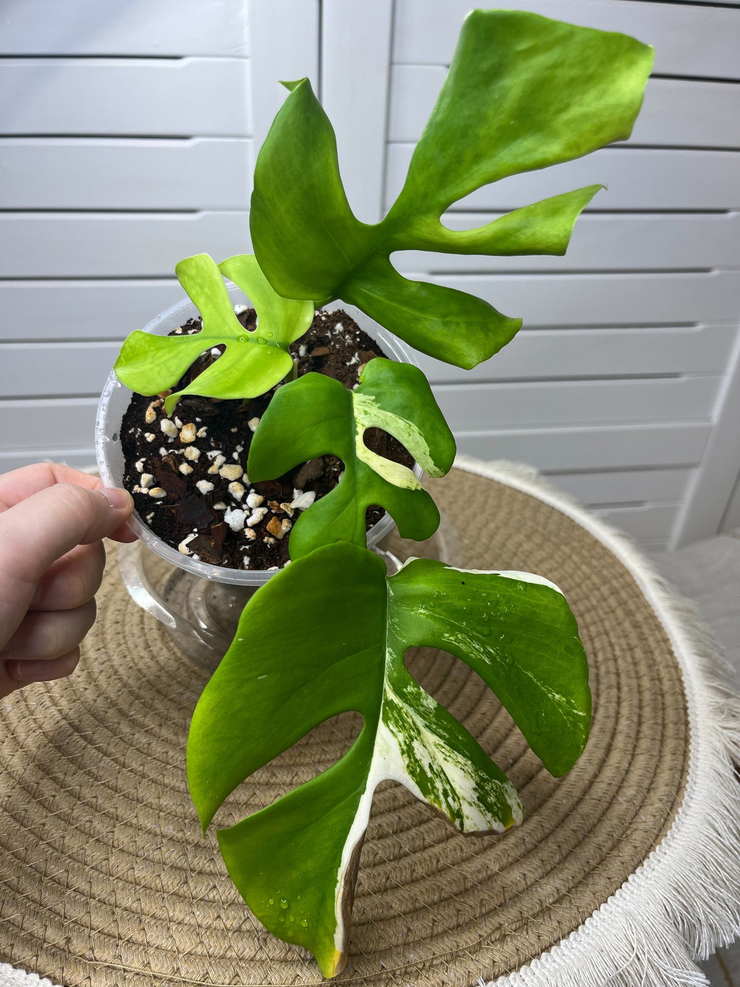 Minima Albo(Rhaphidophora Tetrasperma) Variegated @2