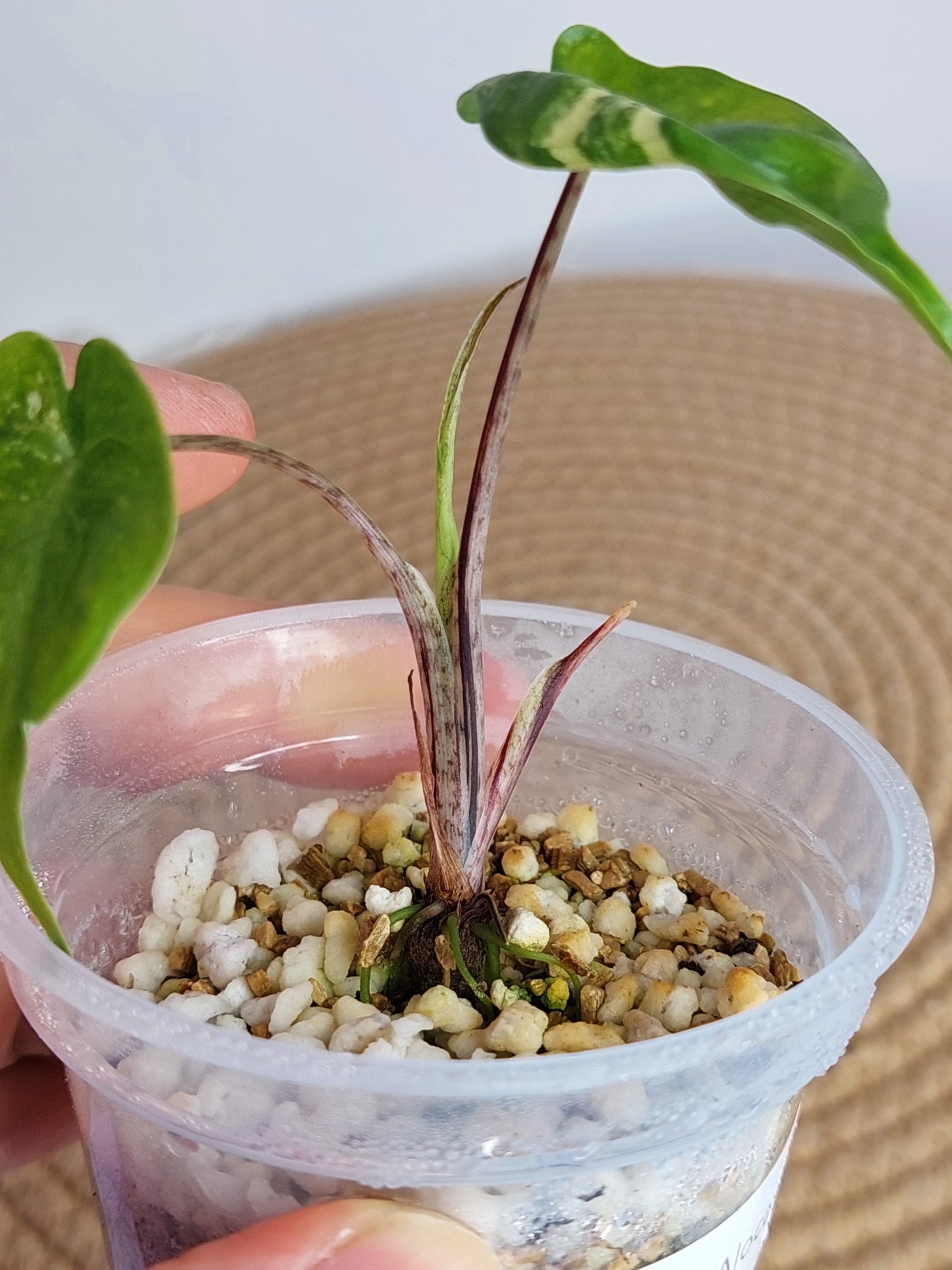 Alocasia Stingray Variegated B