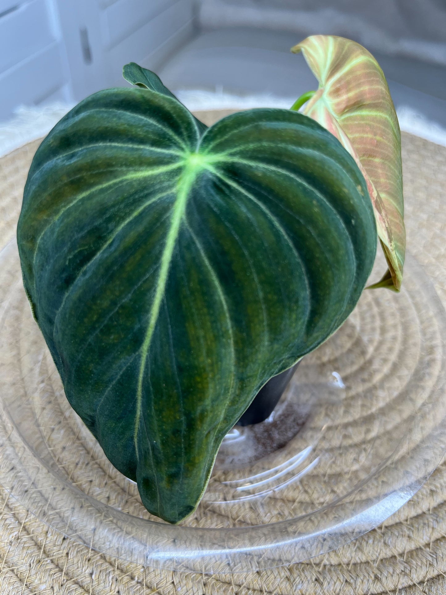 Philodendron Melanochrysum Variegated 2