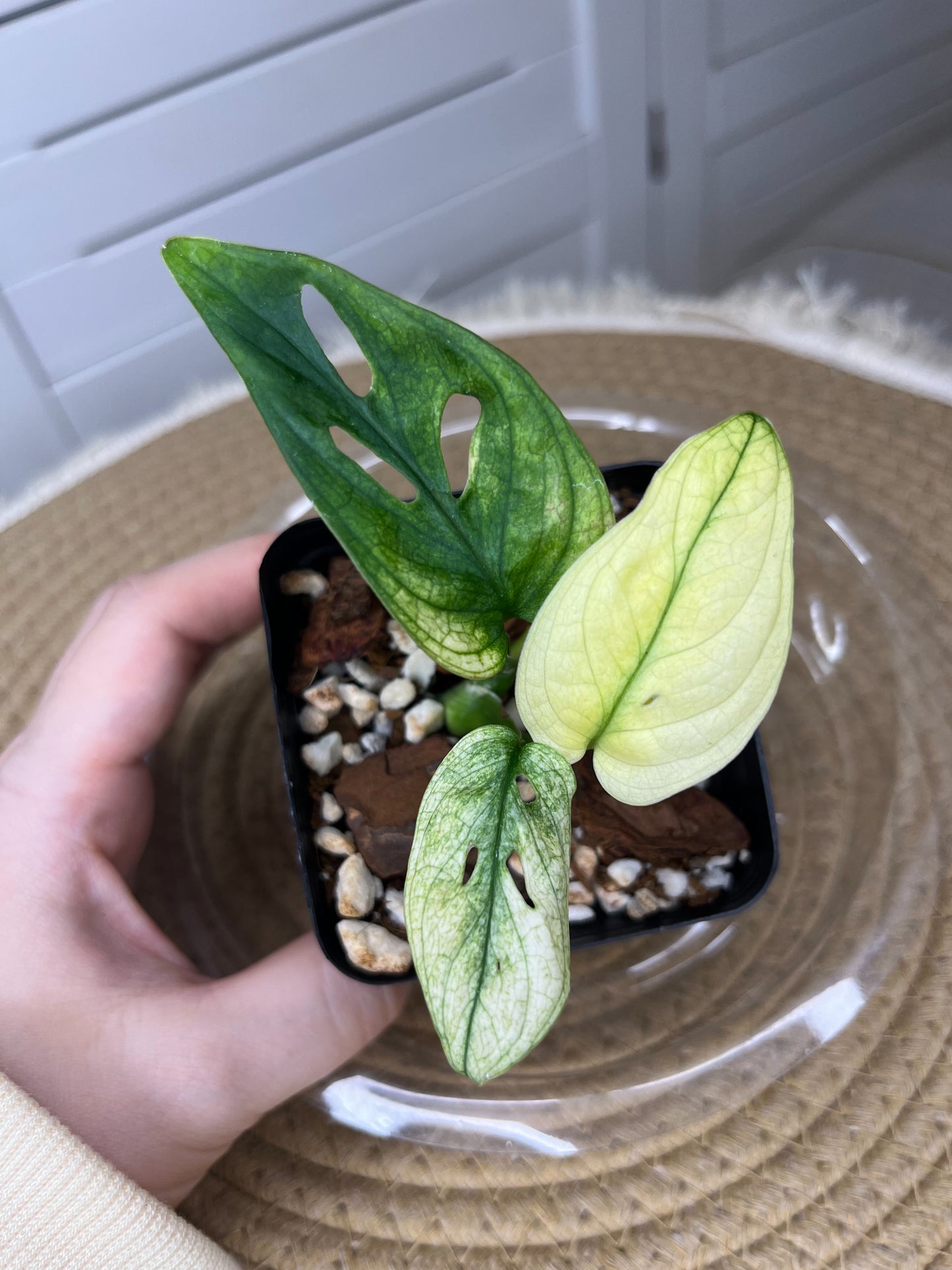 Monstera Monkey Mask(Adansonii) *Fully Variegated 2