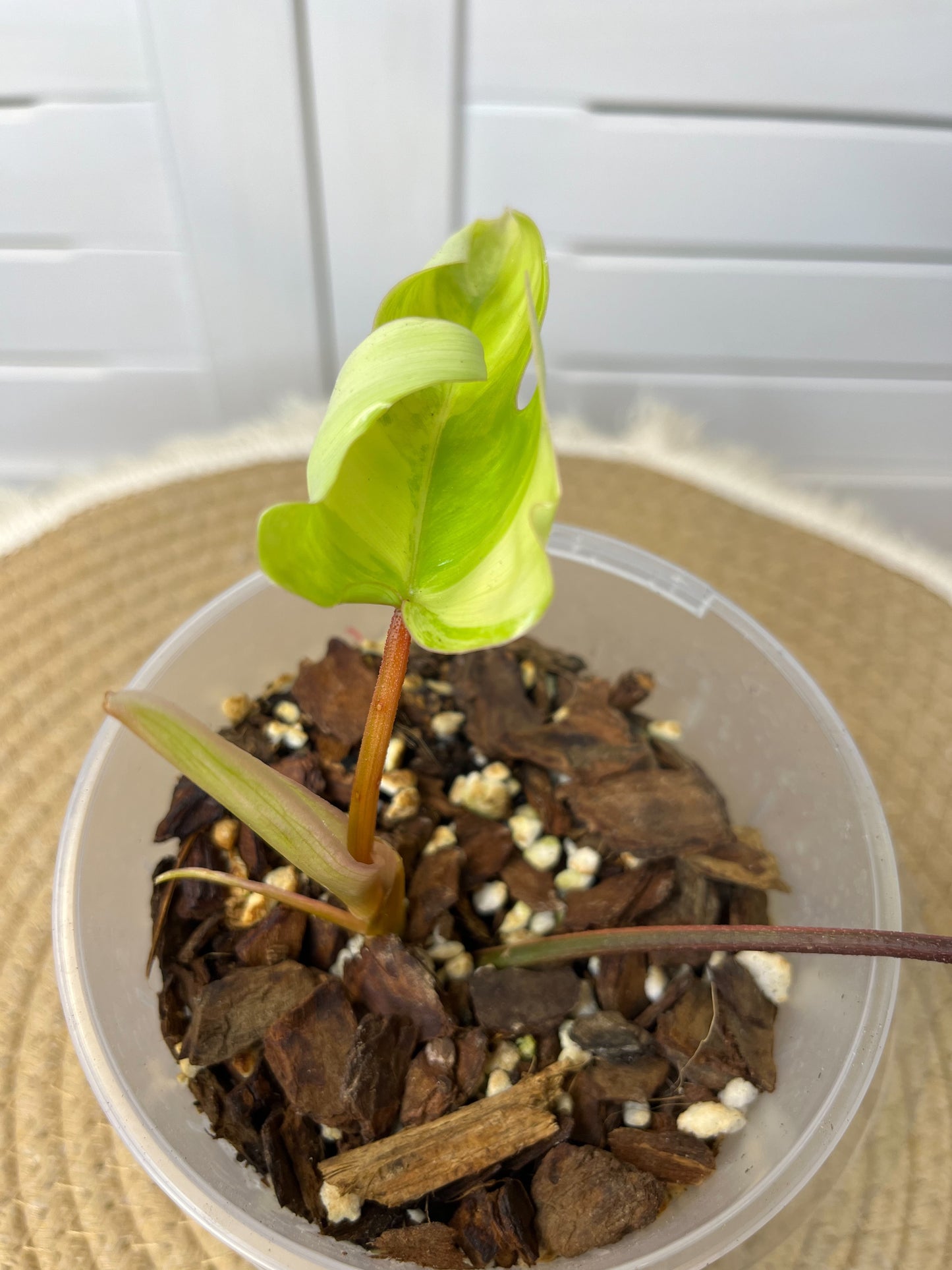 Philodendron Florida Beauty variegated #2