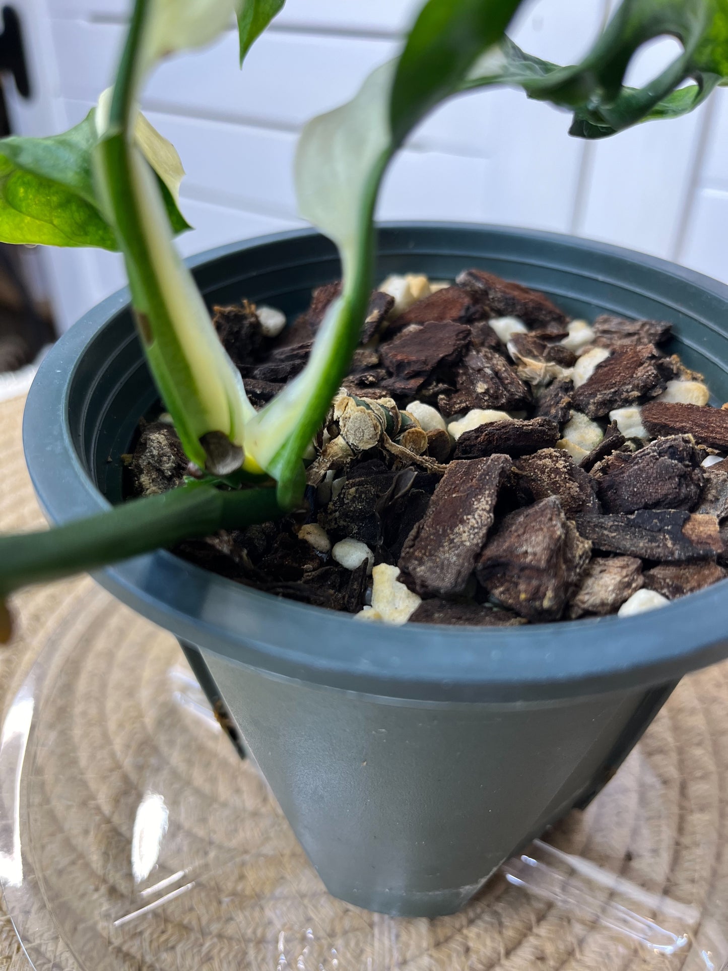 Monstera Monkey Mask(Adansonii) Reverted #2