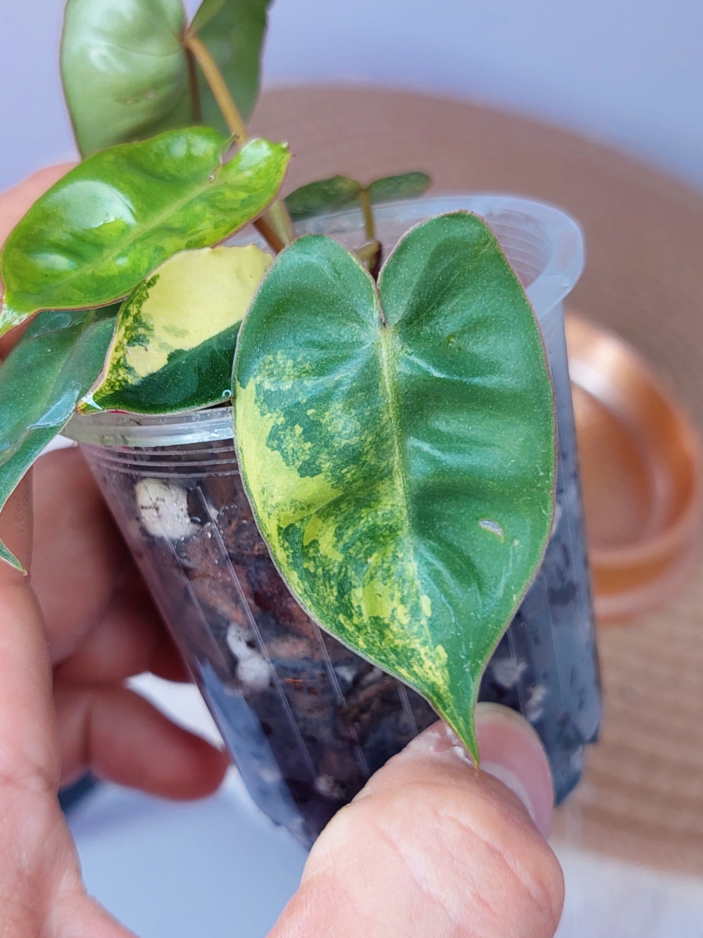 Philodendron Billietiae Variegated(TC) (B)