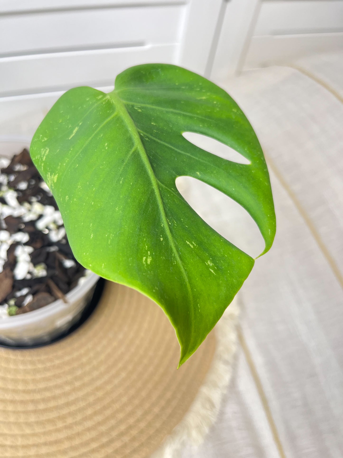 Monstera Deliciosa Sunshine 2