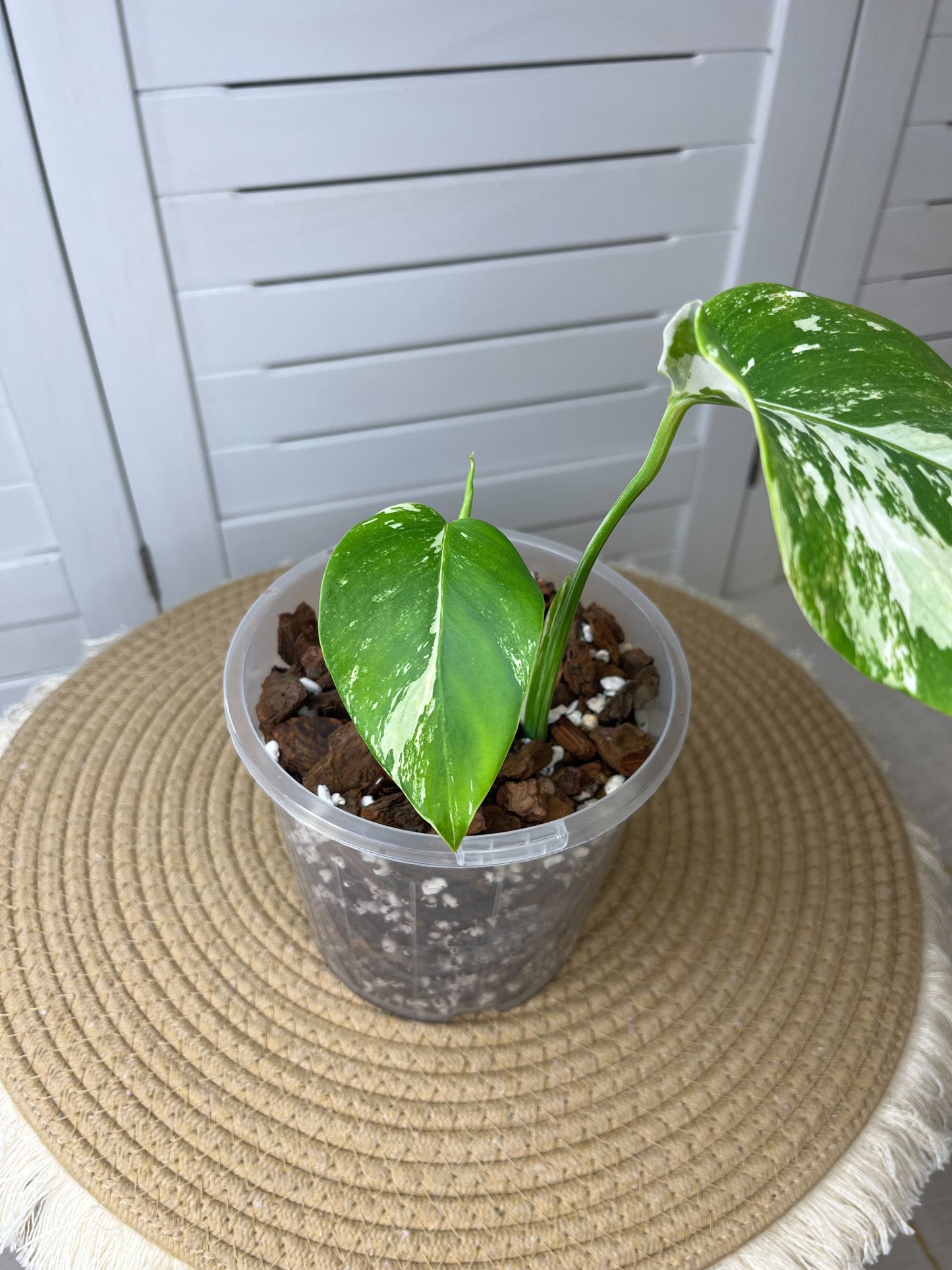 Monstera Borsigiana Albo Variegated 2