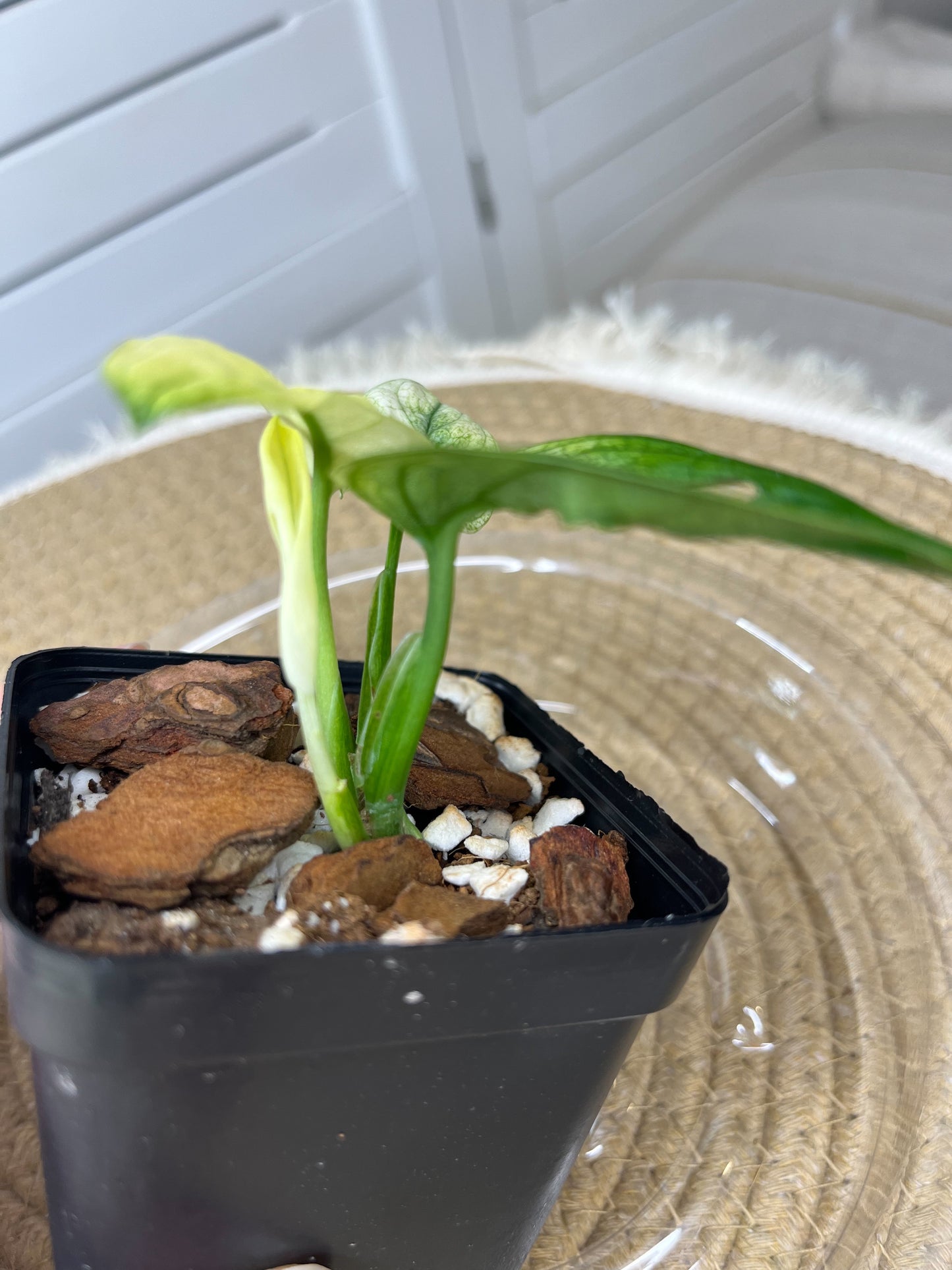 Monstera Monkey Mask(Adansonii) *Fully Variegated 2